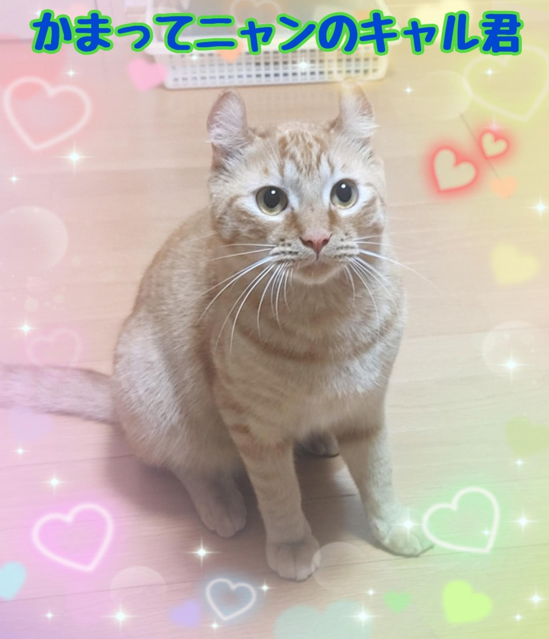 pet-image-2
