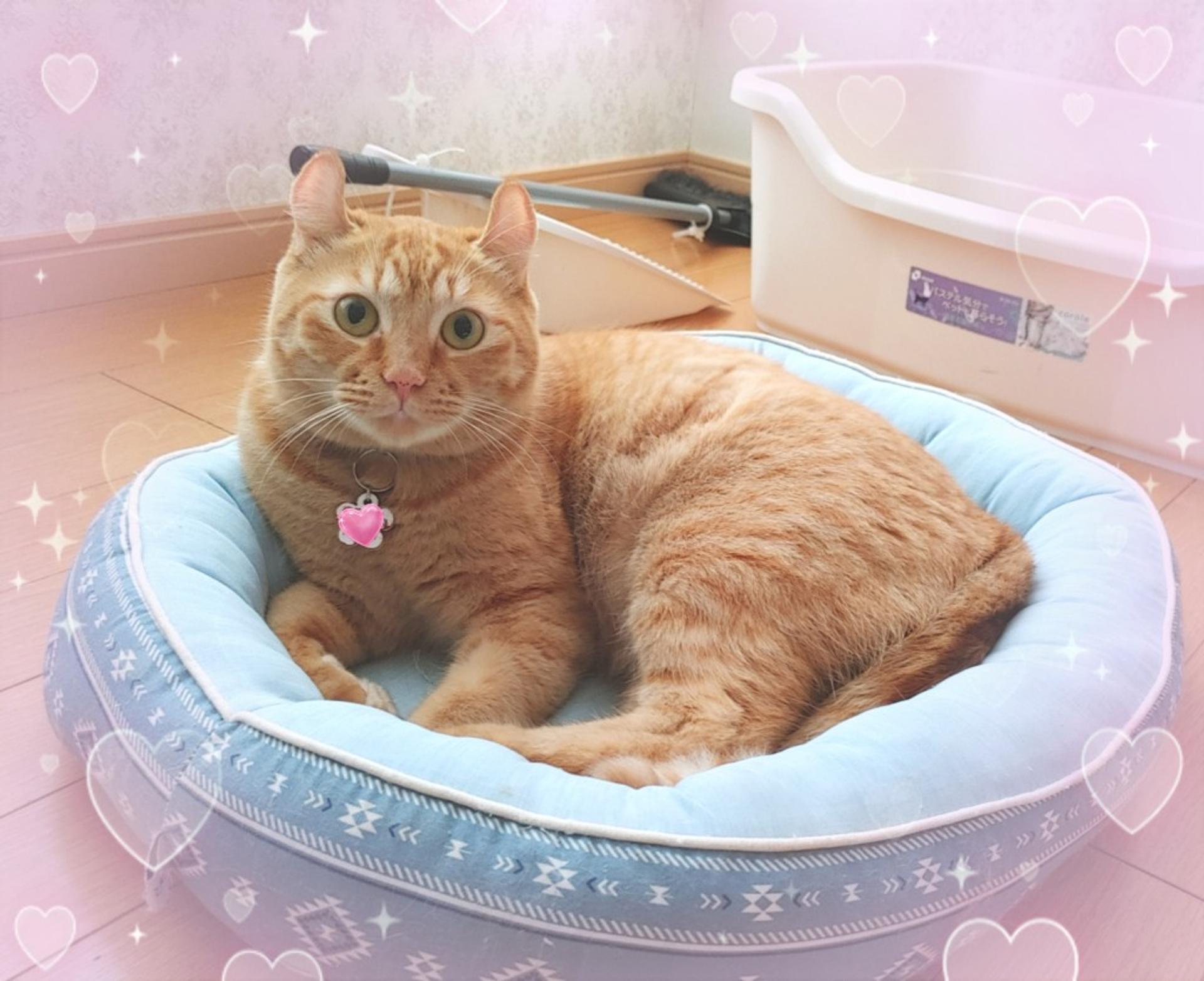 pet-image-3