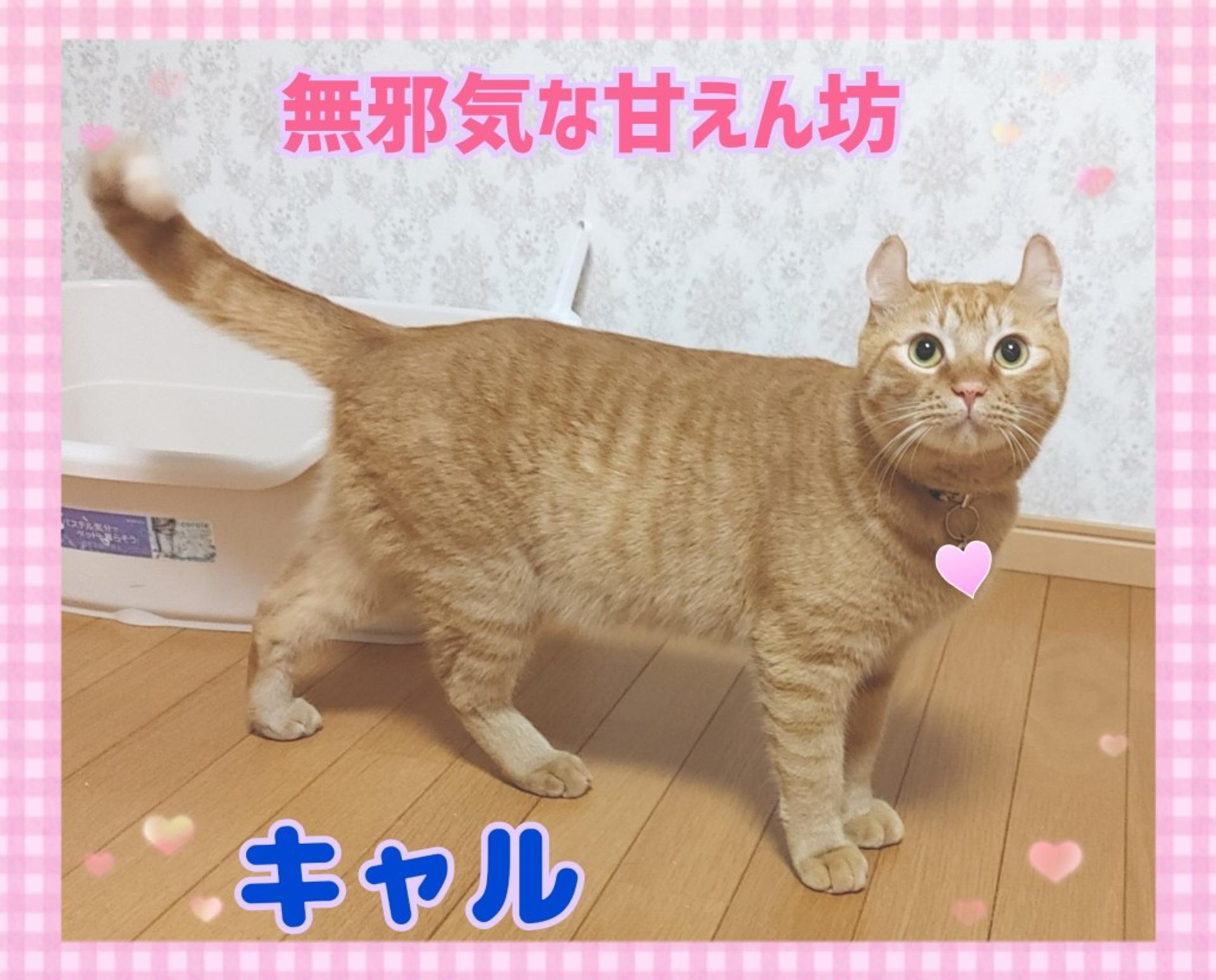 pet-image-4