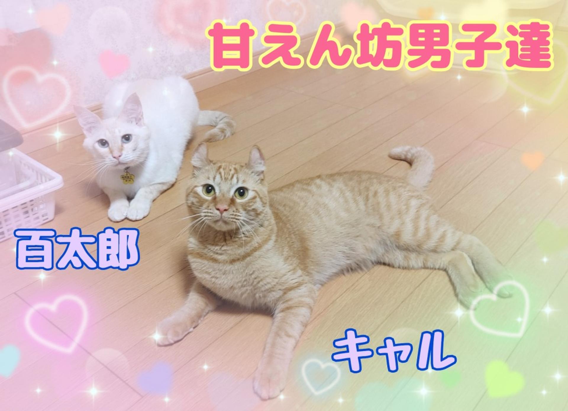 pet-image-10