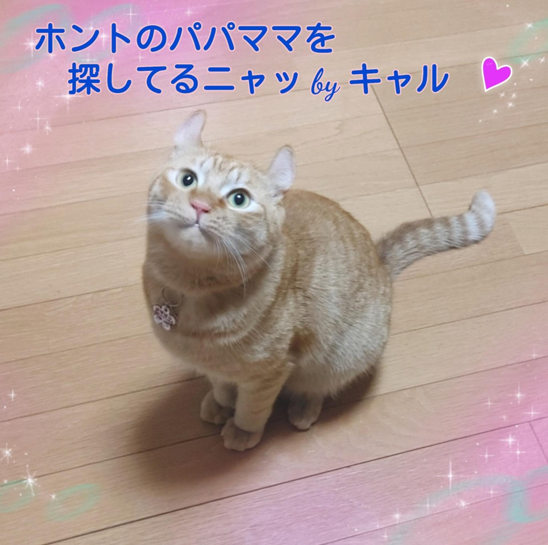 pet-image-5