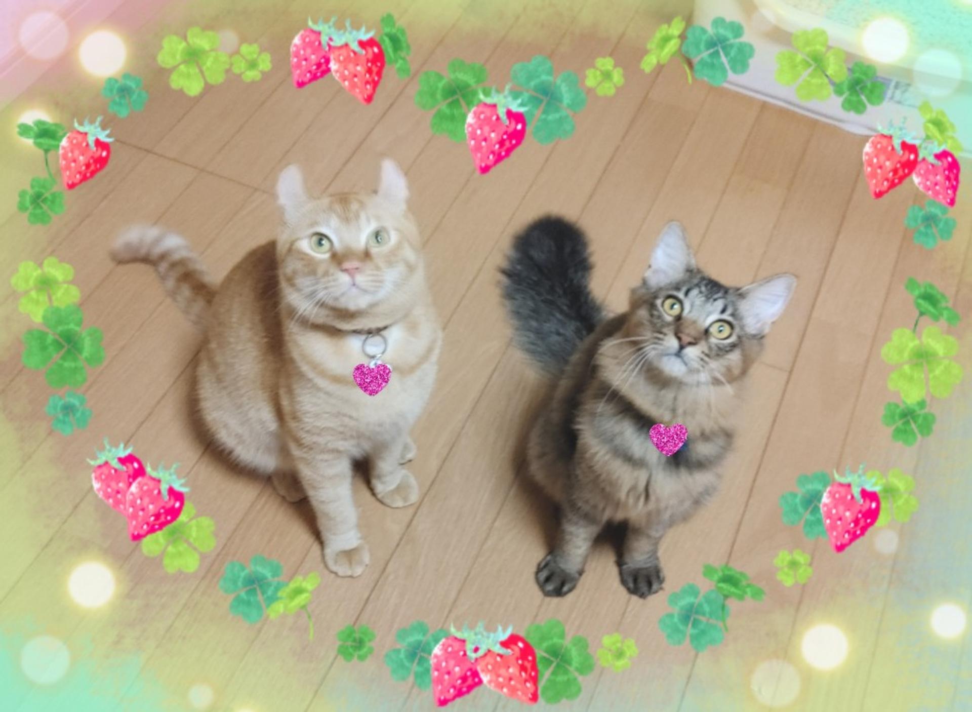 pet-image-6