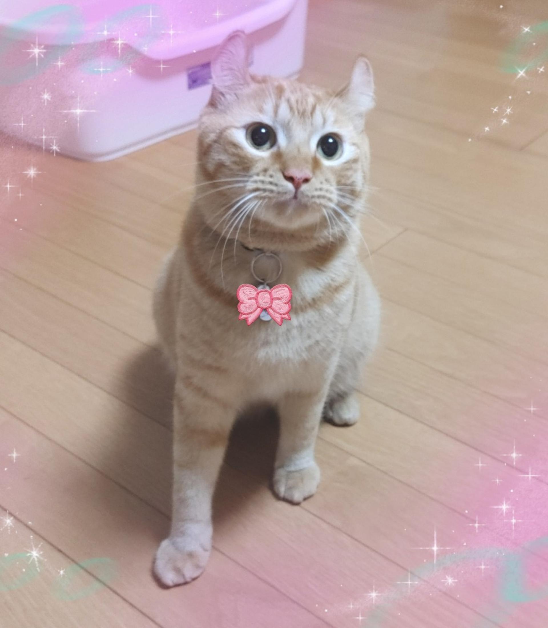 pet-image-7