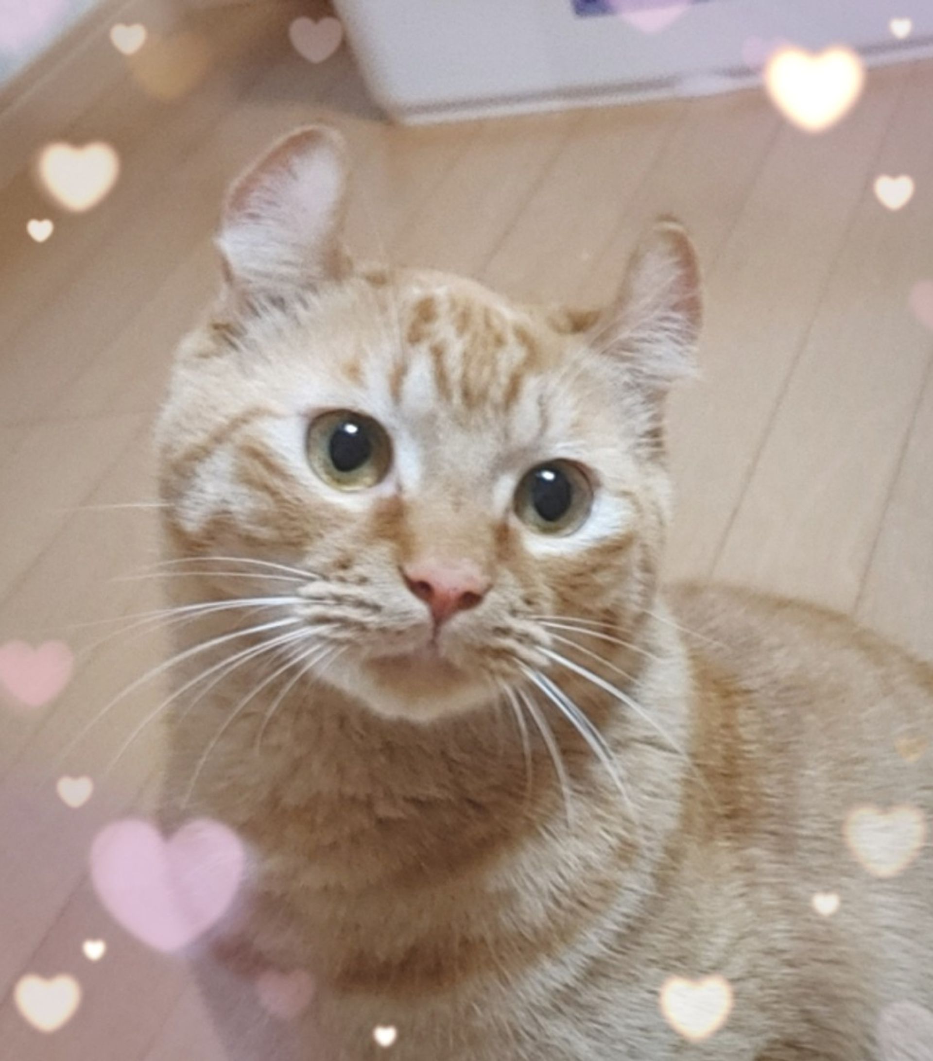 雑種（ミックス猫）・オスの里親募集の写真