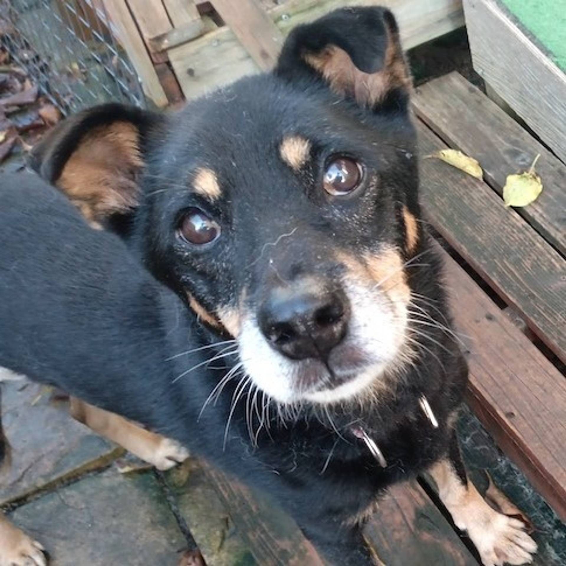 雑種（ミックス犬）・オスの里親募集の写真