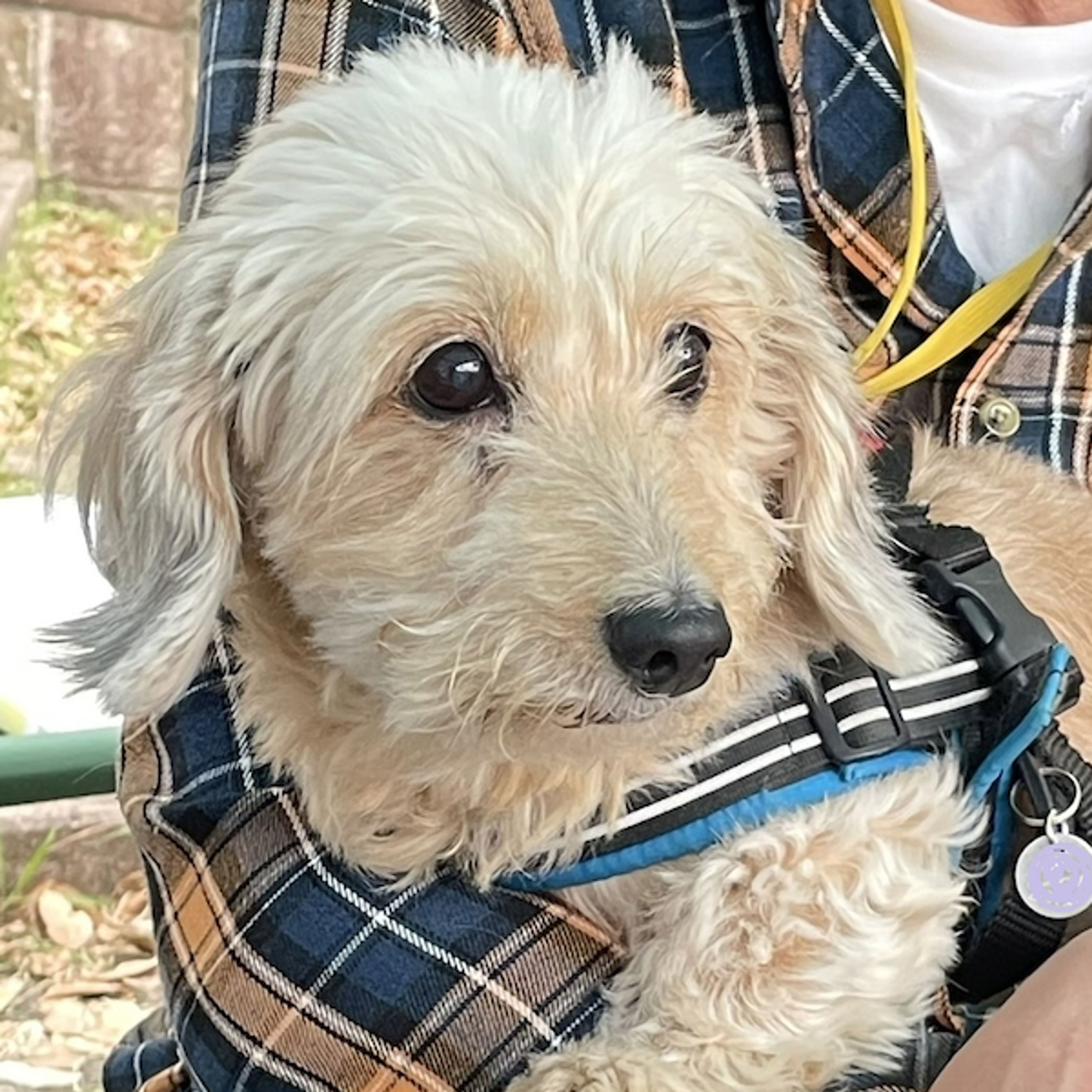 pet-image-2