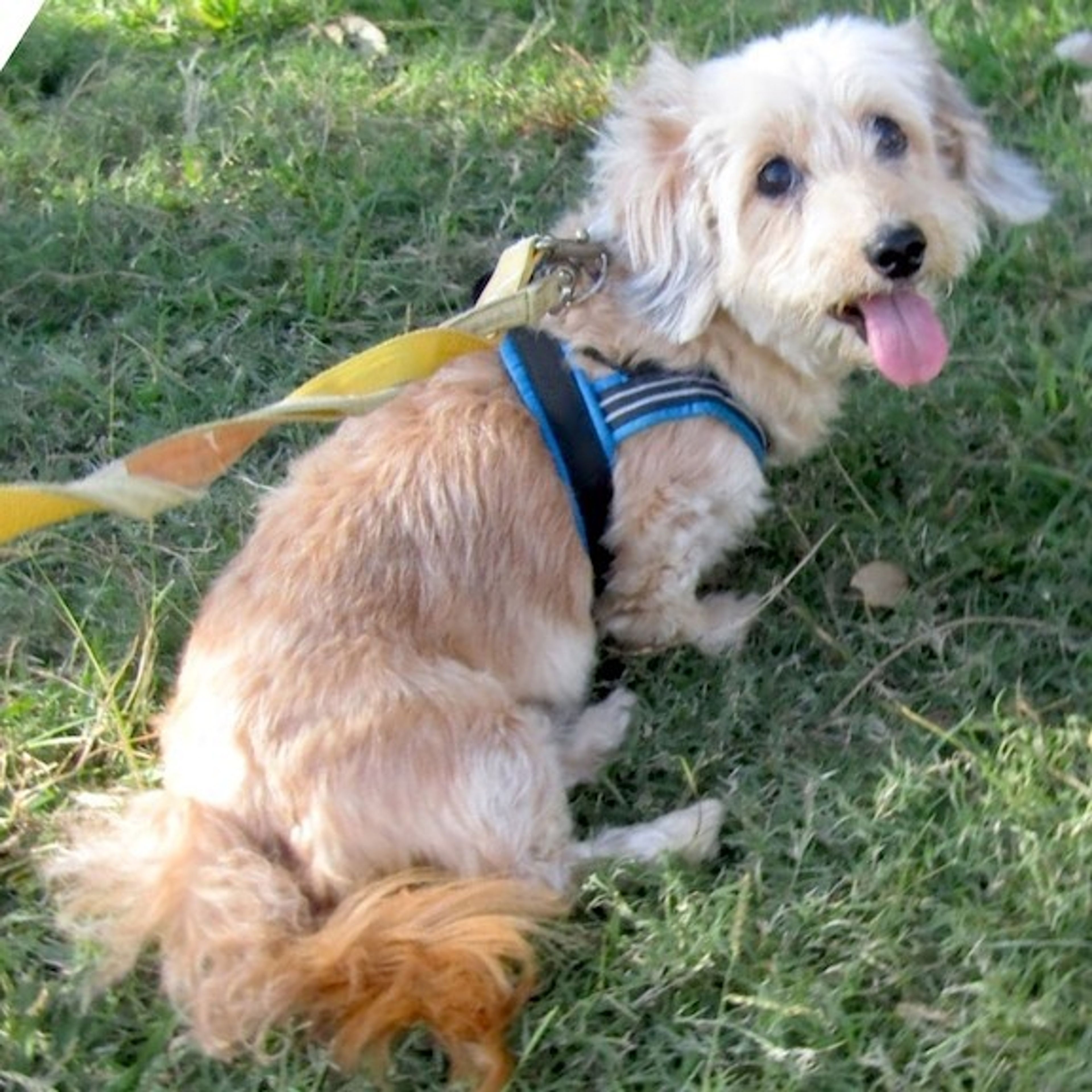 pet-image-3