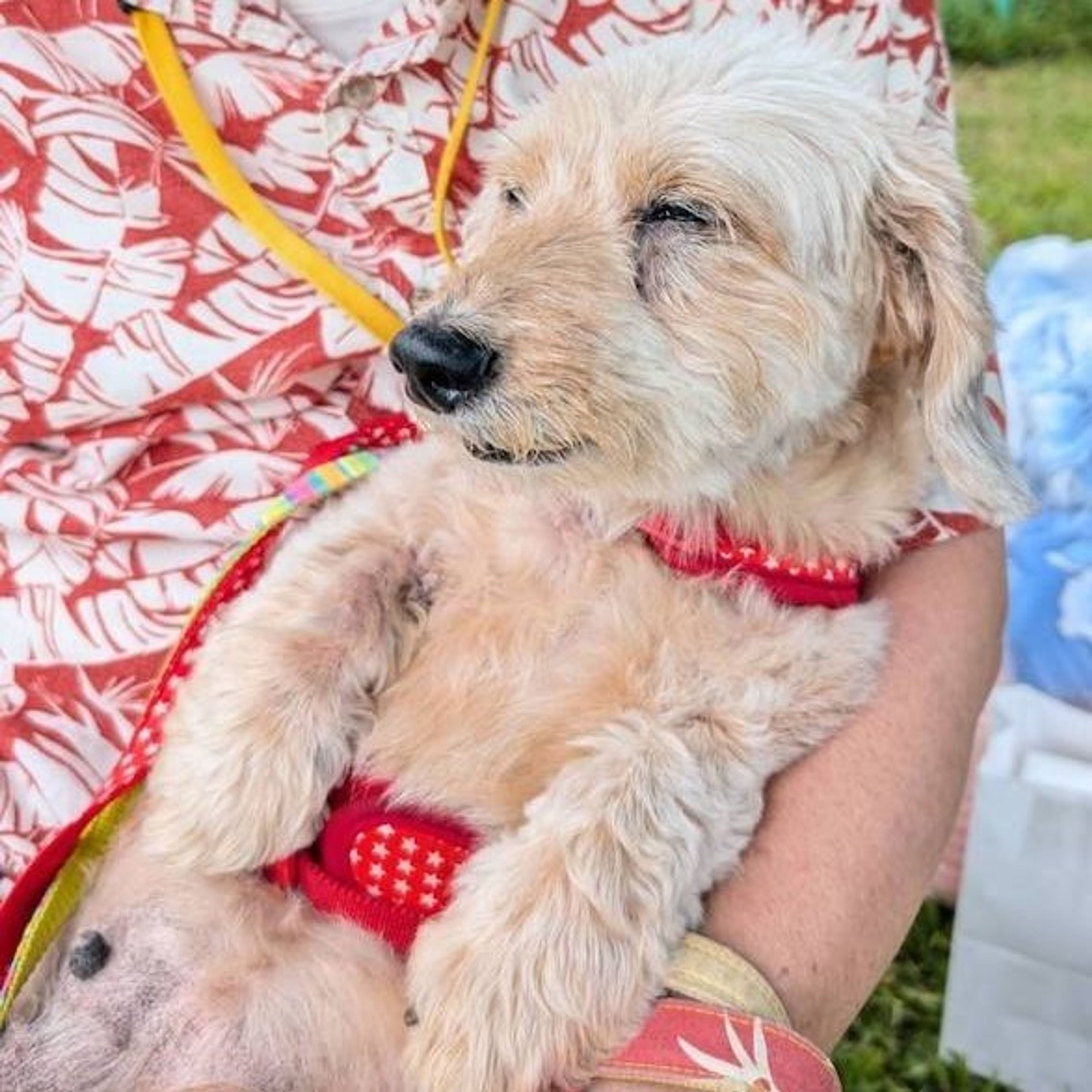 pet-image-4