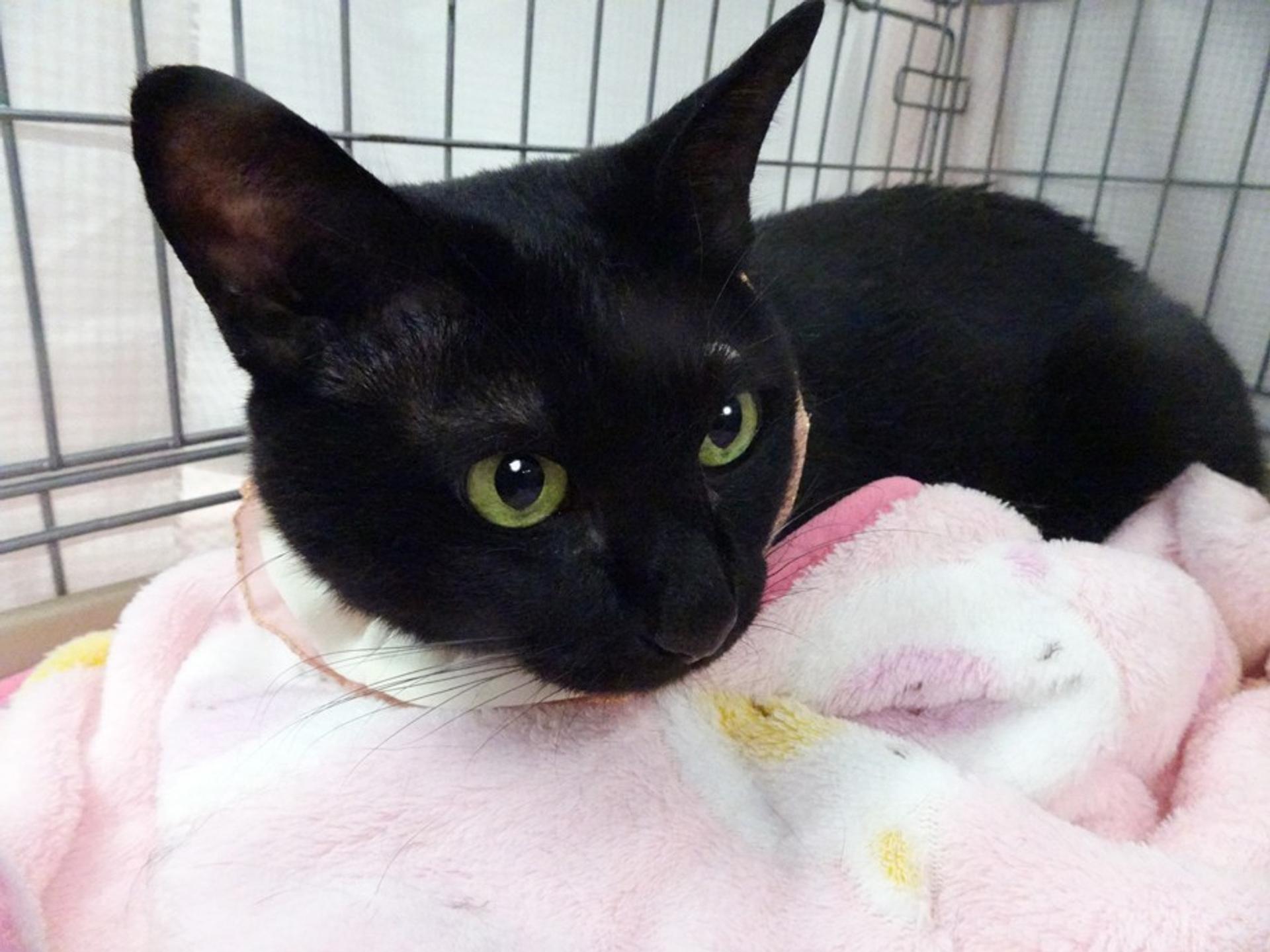 pet-image-4