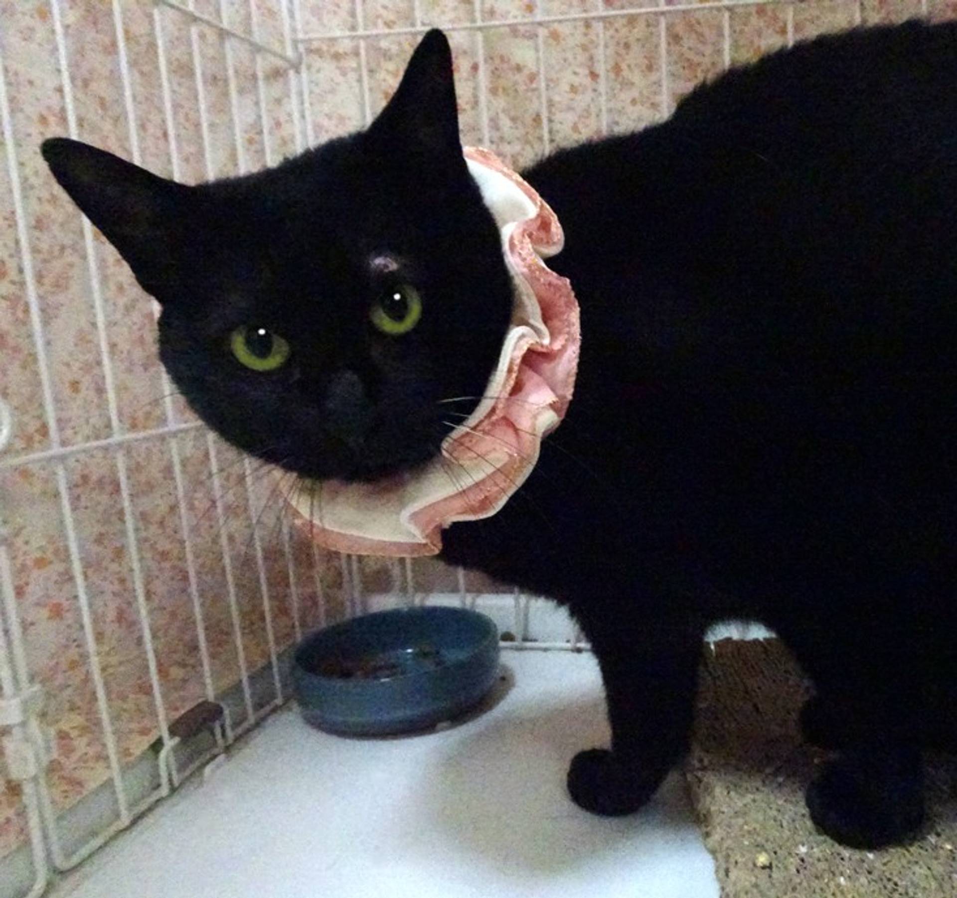 雑種（ミックス猫）・メスの里親募集の写真