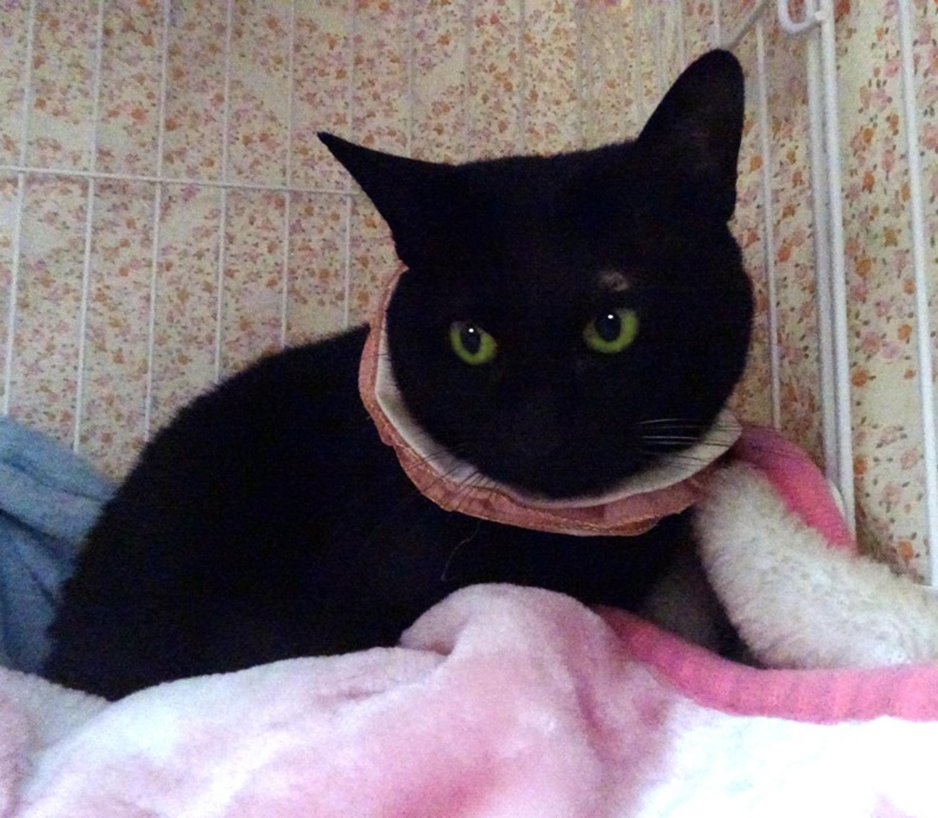 pet-image-2