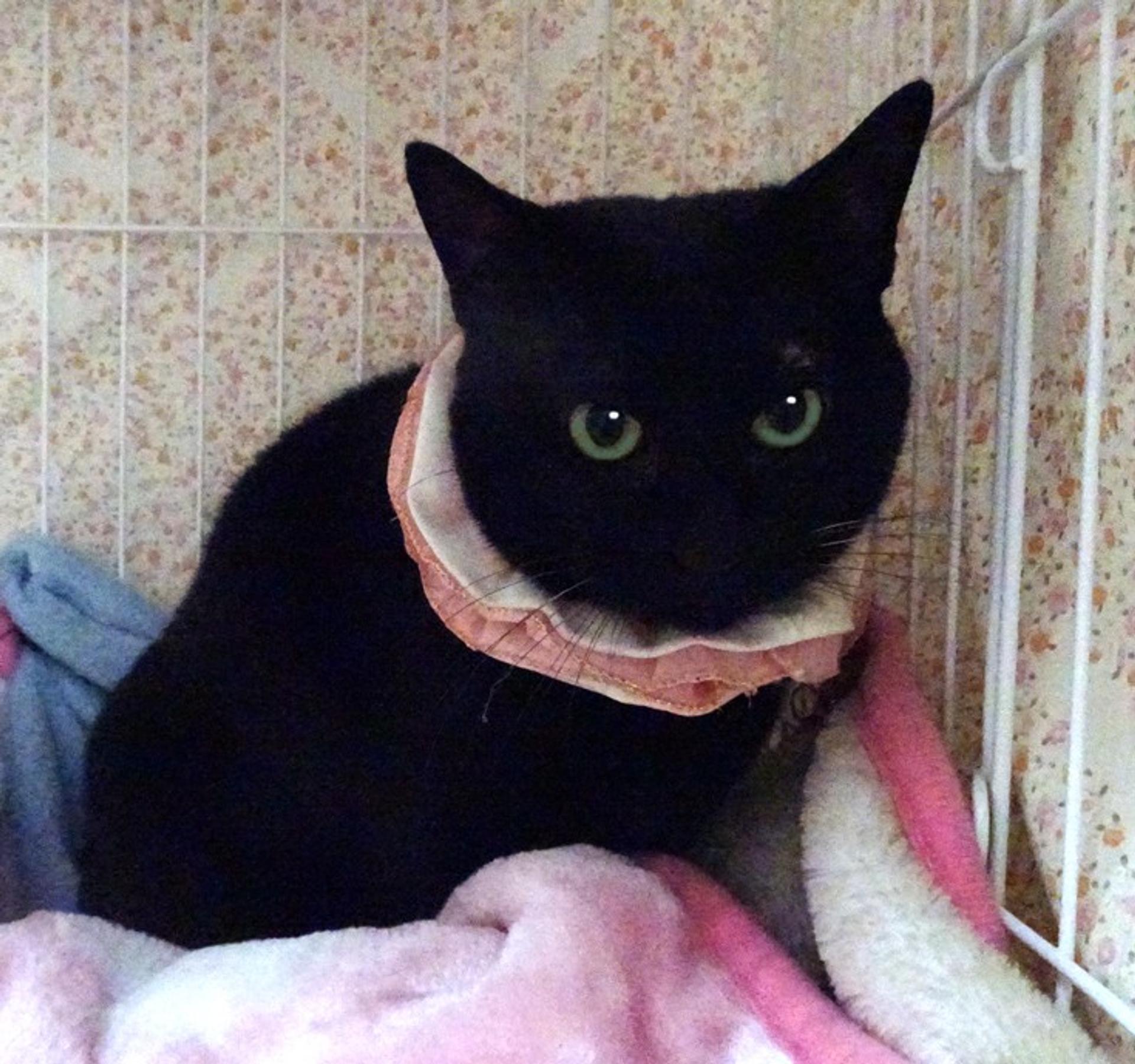pet-image-3