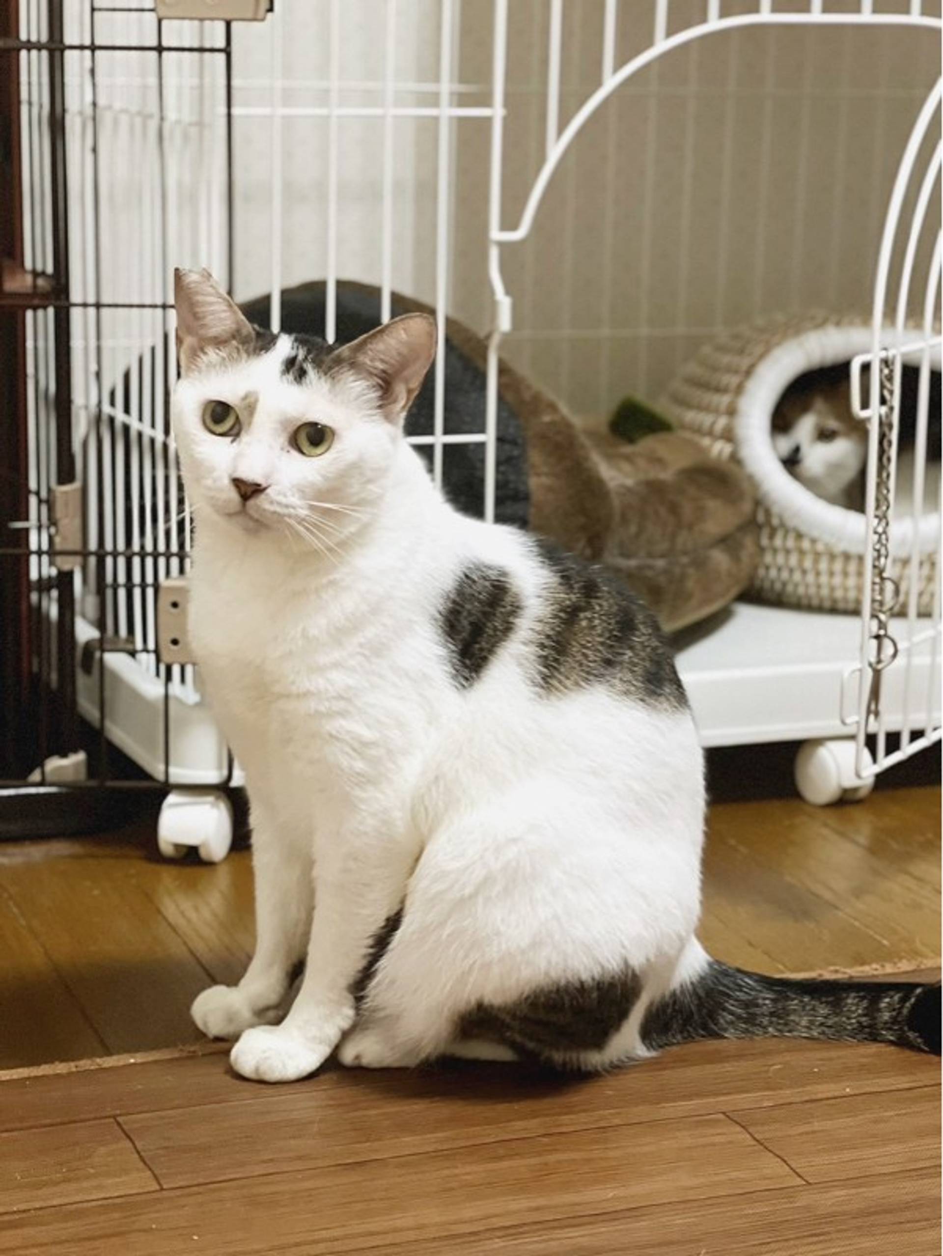 雑種（ミックス猫）・オスの里親募集の写真