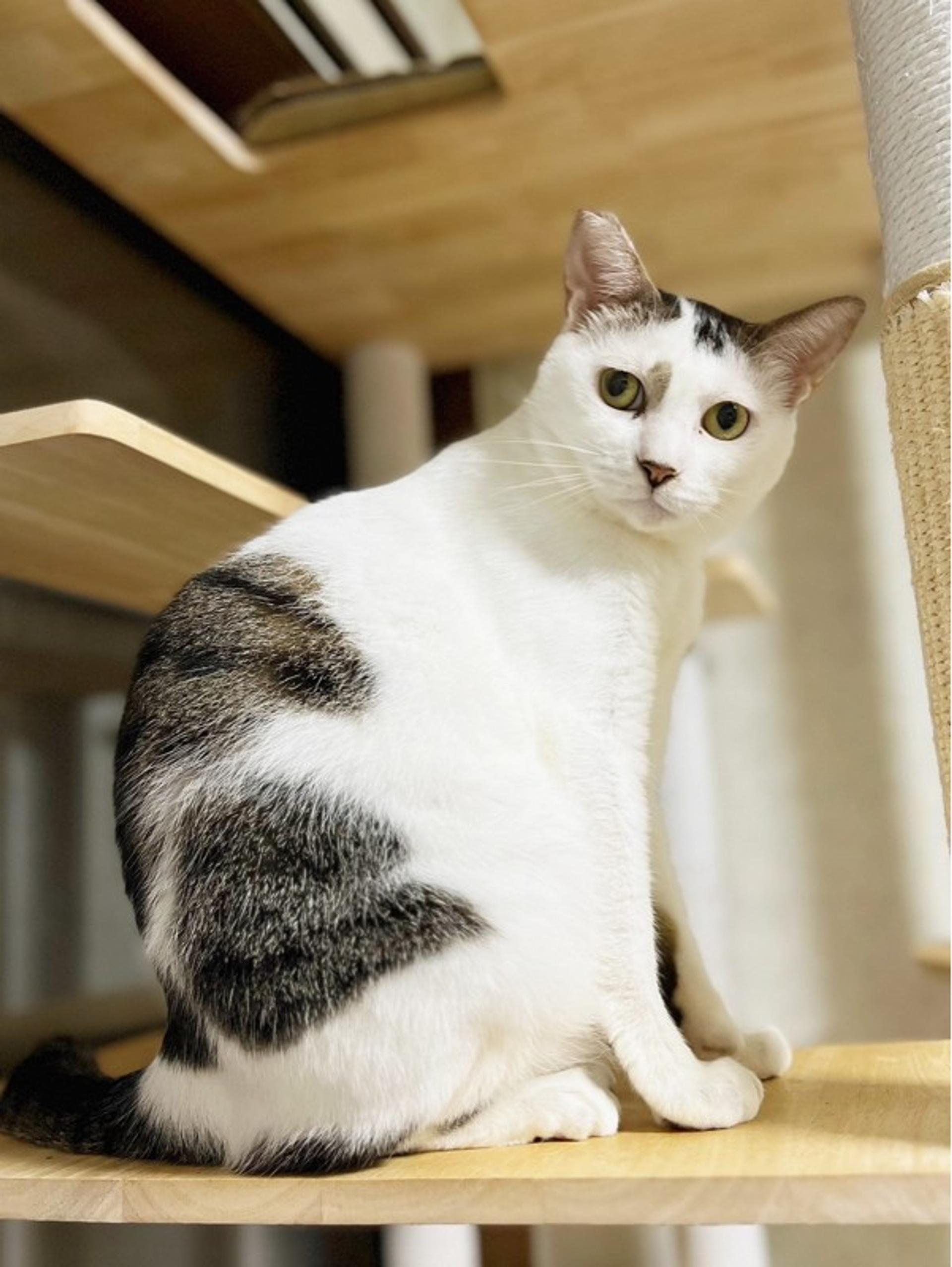 pet-image-2