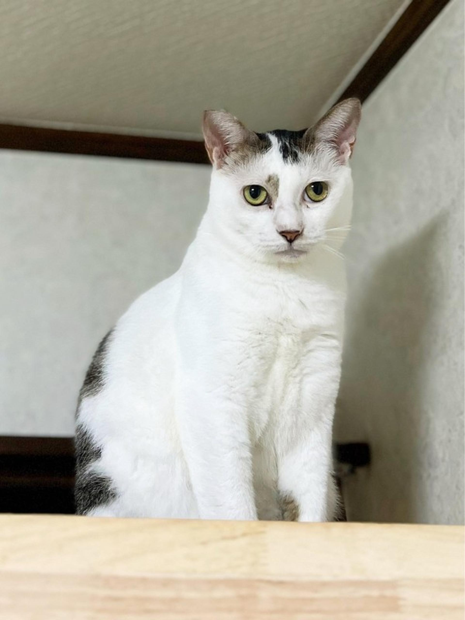 pet-image-3