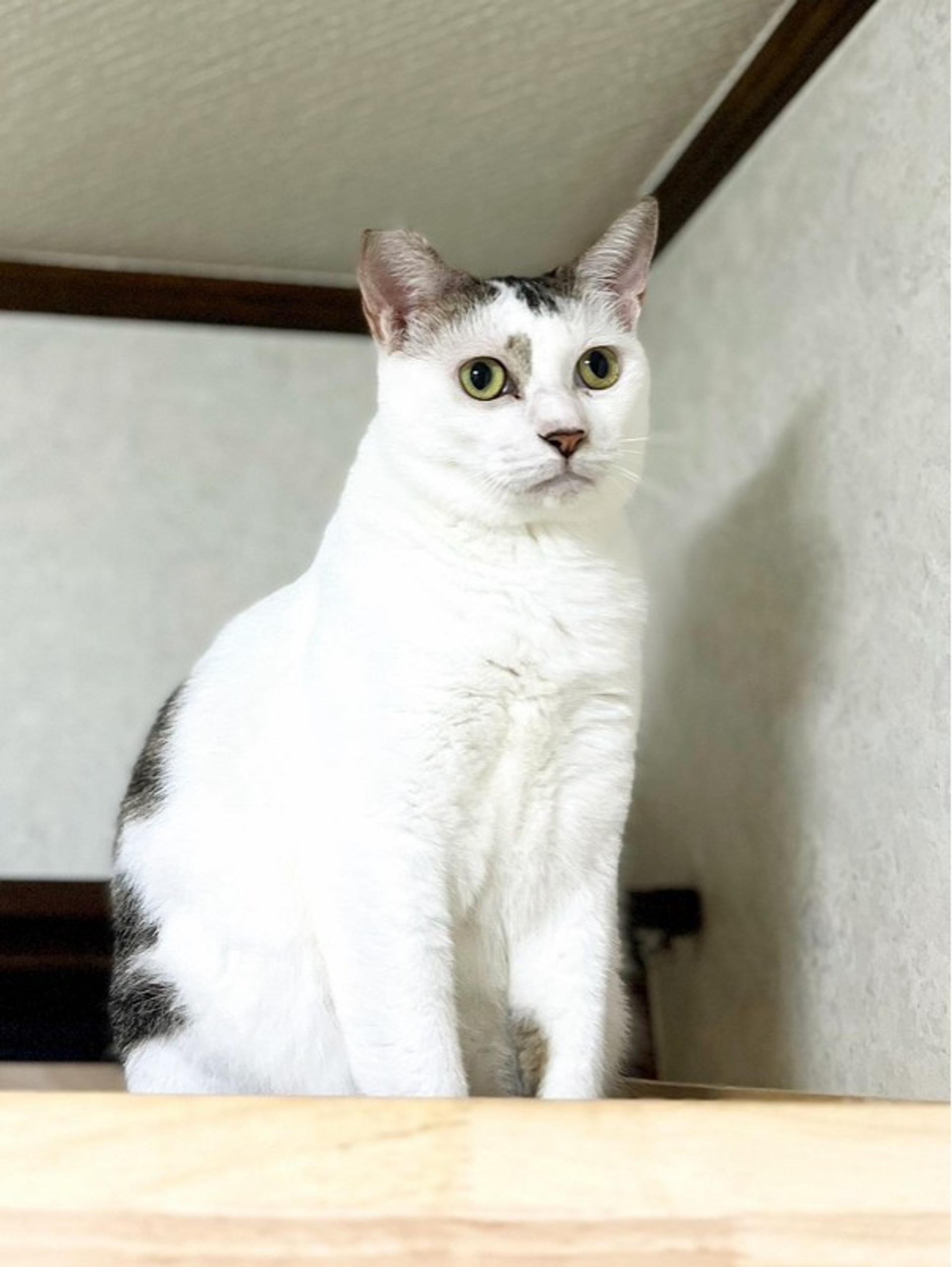 pet-image-4