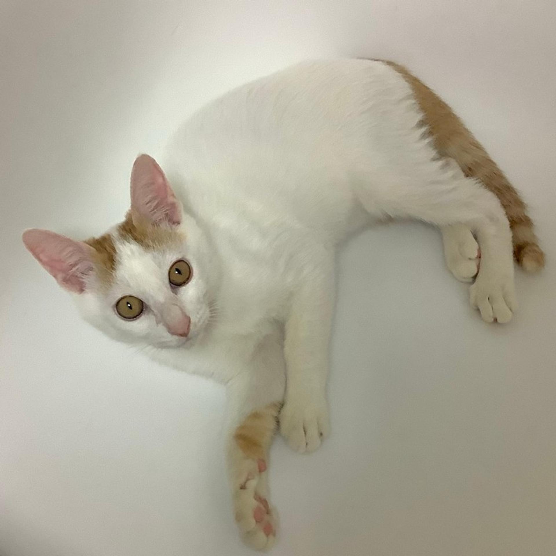 pet-image-2