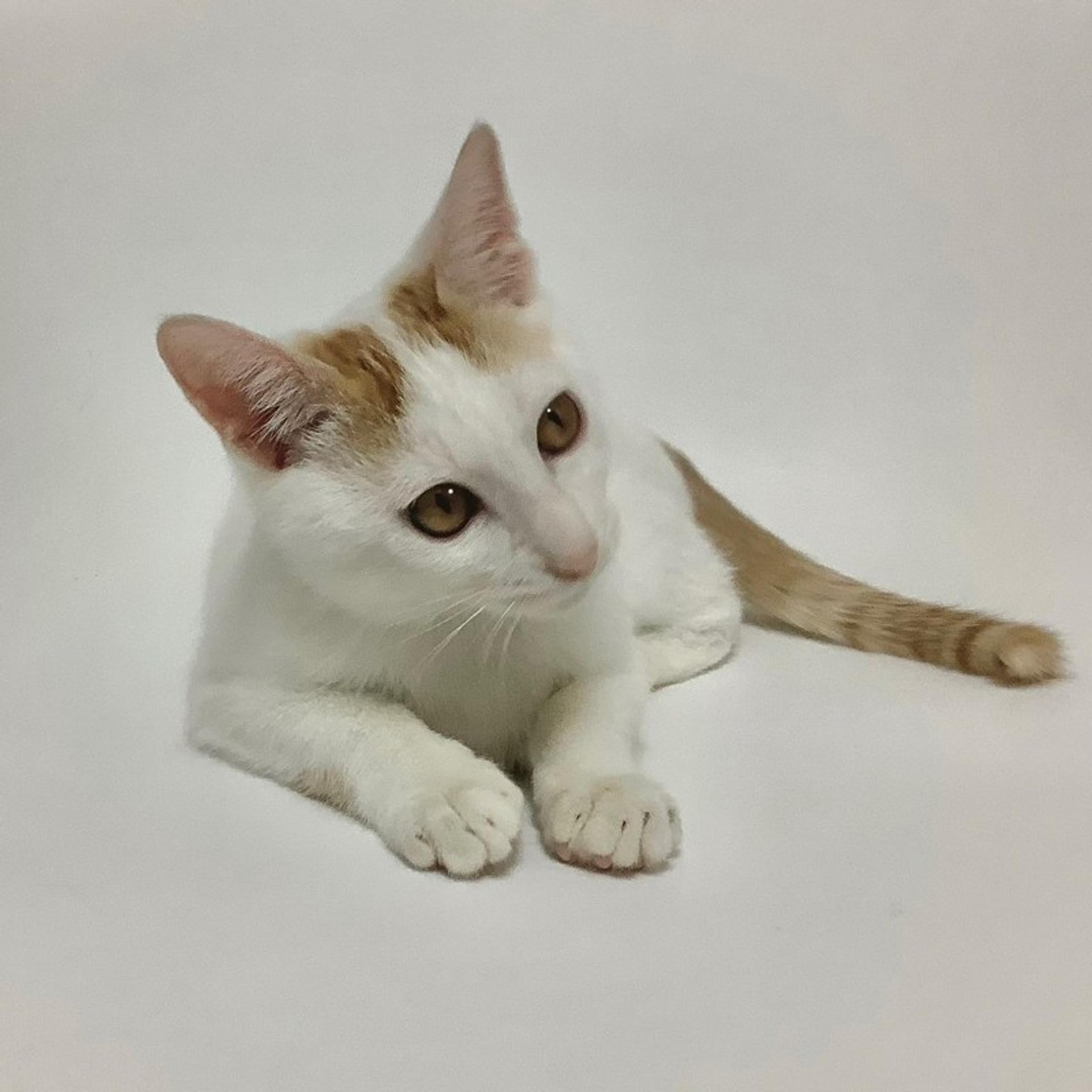 pet-image-3