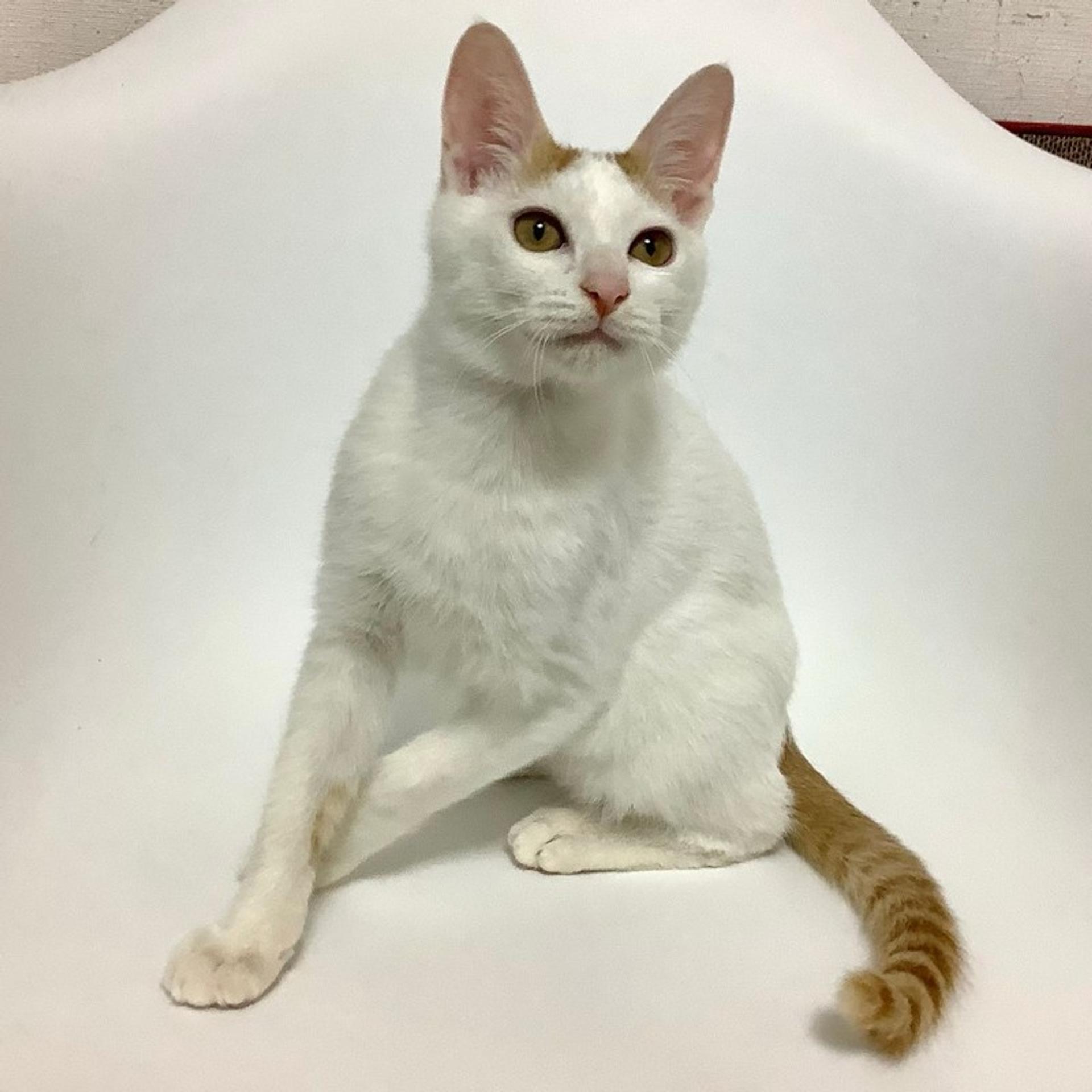 pet-image-4