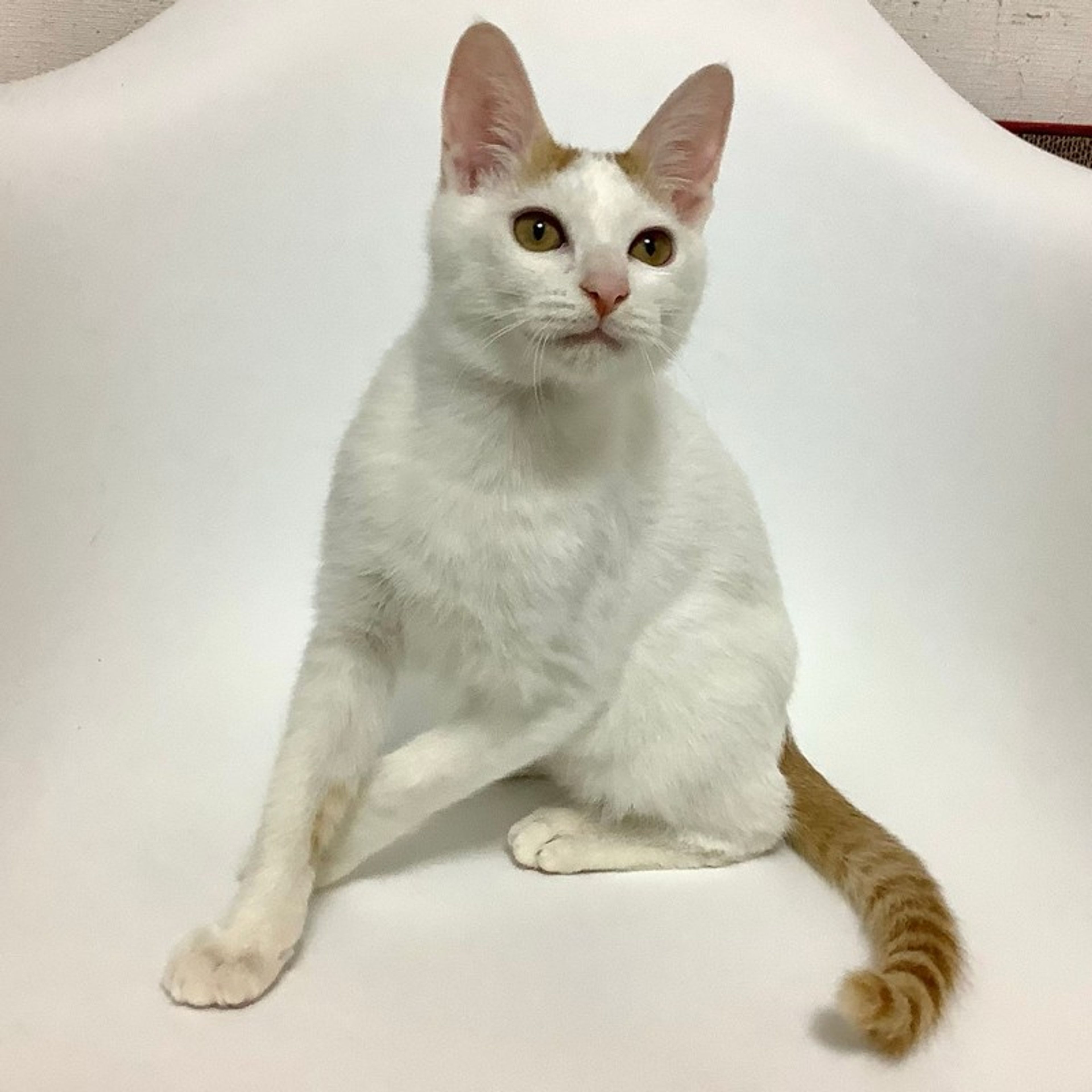 pet-image-4