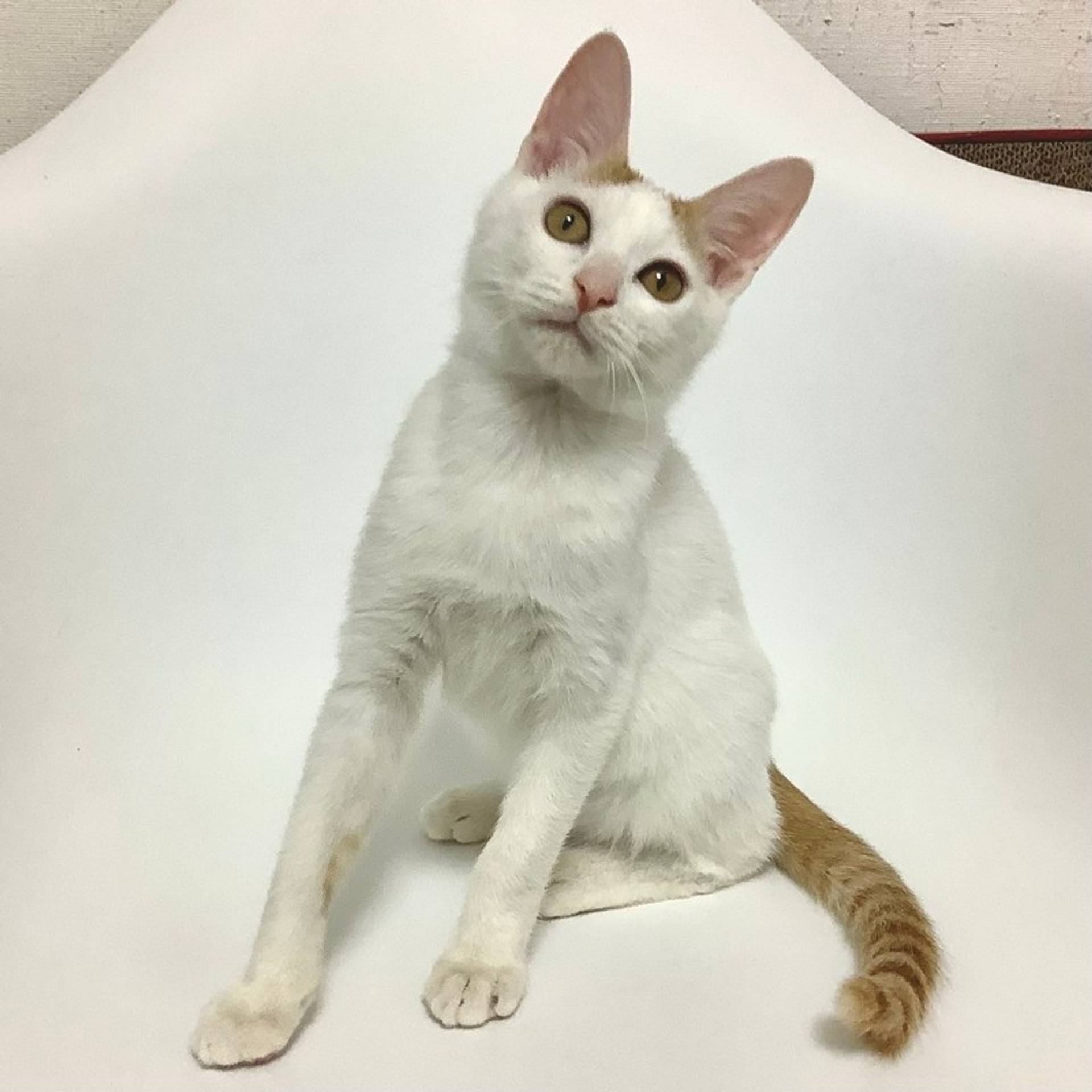 雑種（ミックス猫）・オスの里親募集の写真