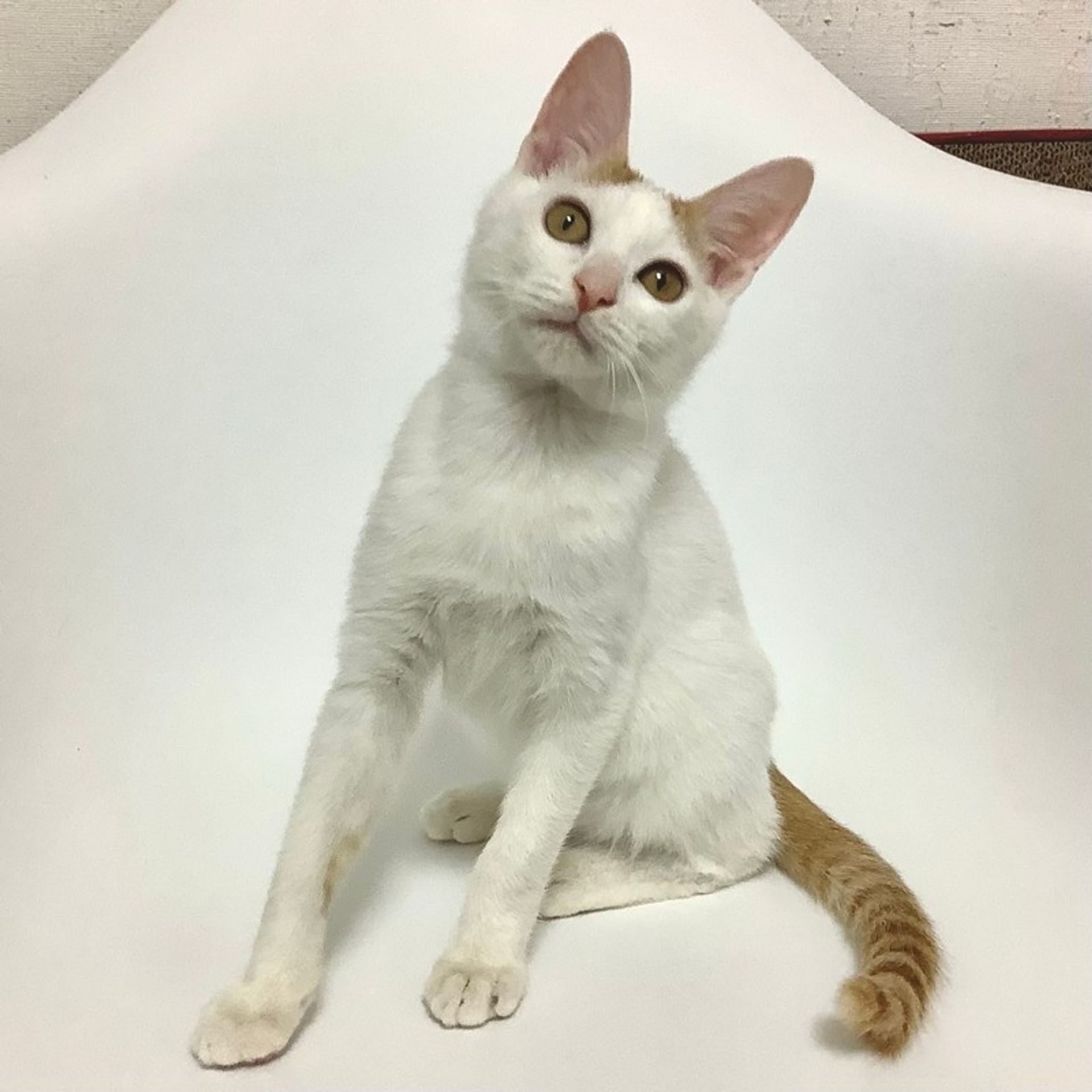 雑種（ミックス猫）・オスの里親募集の写真