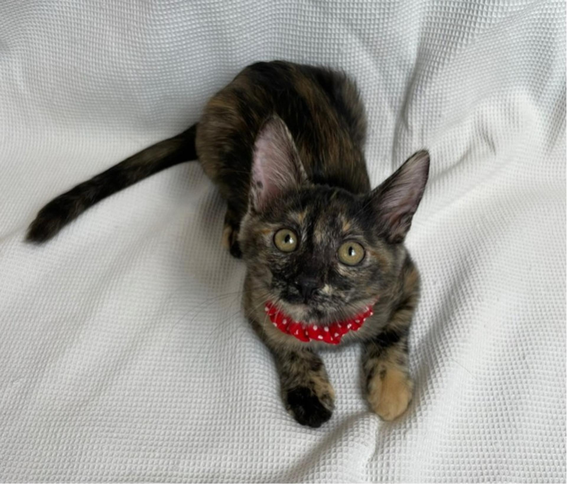 pet-image-4