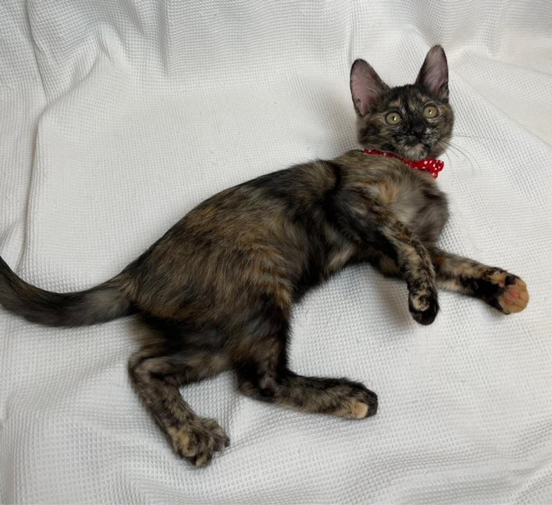 pet-image-5
