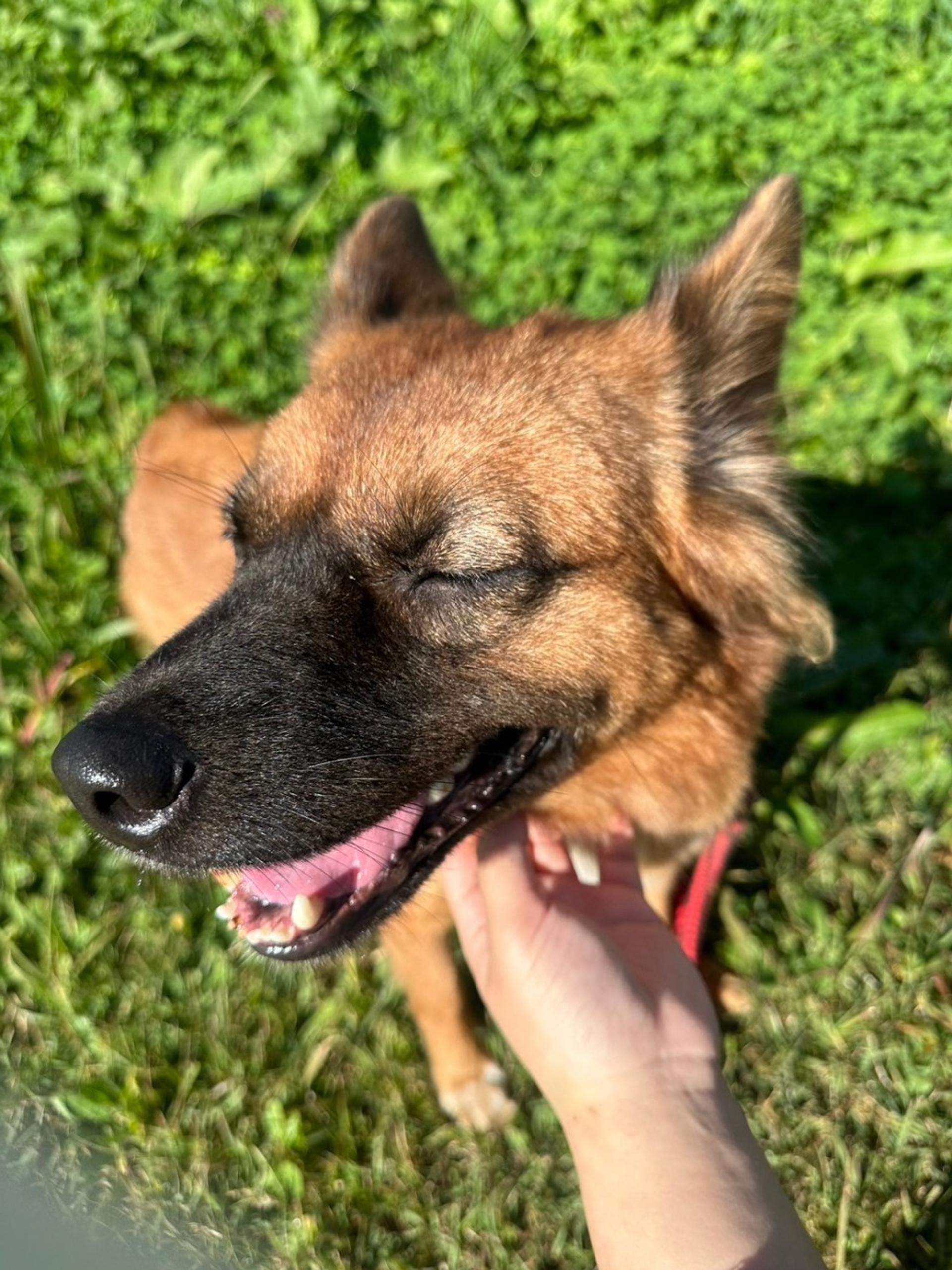 pet-image-4