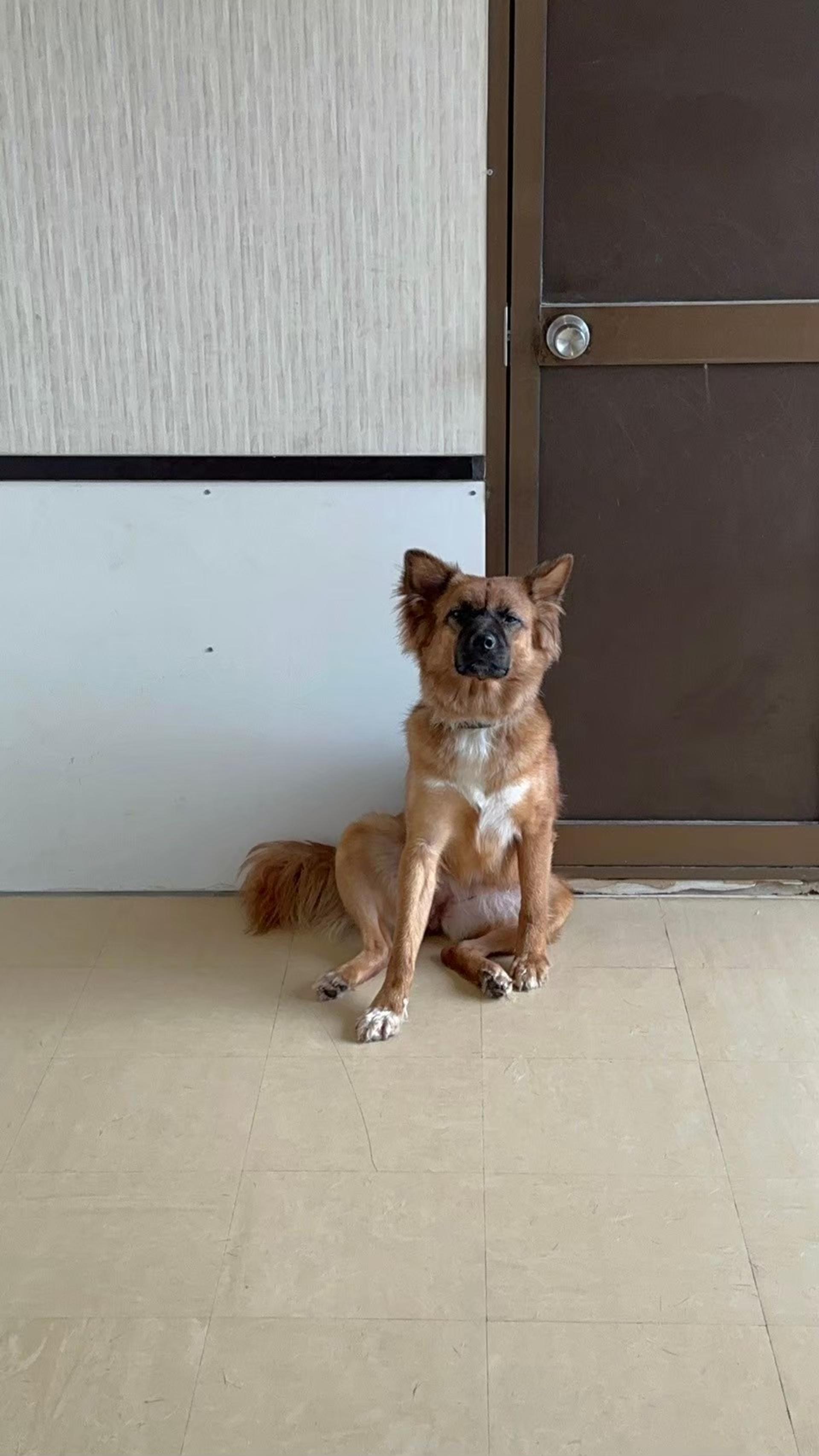 pet-image-6