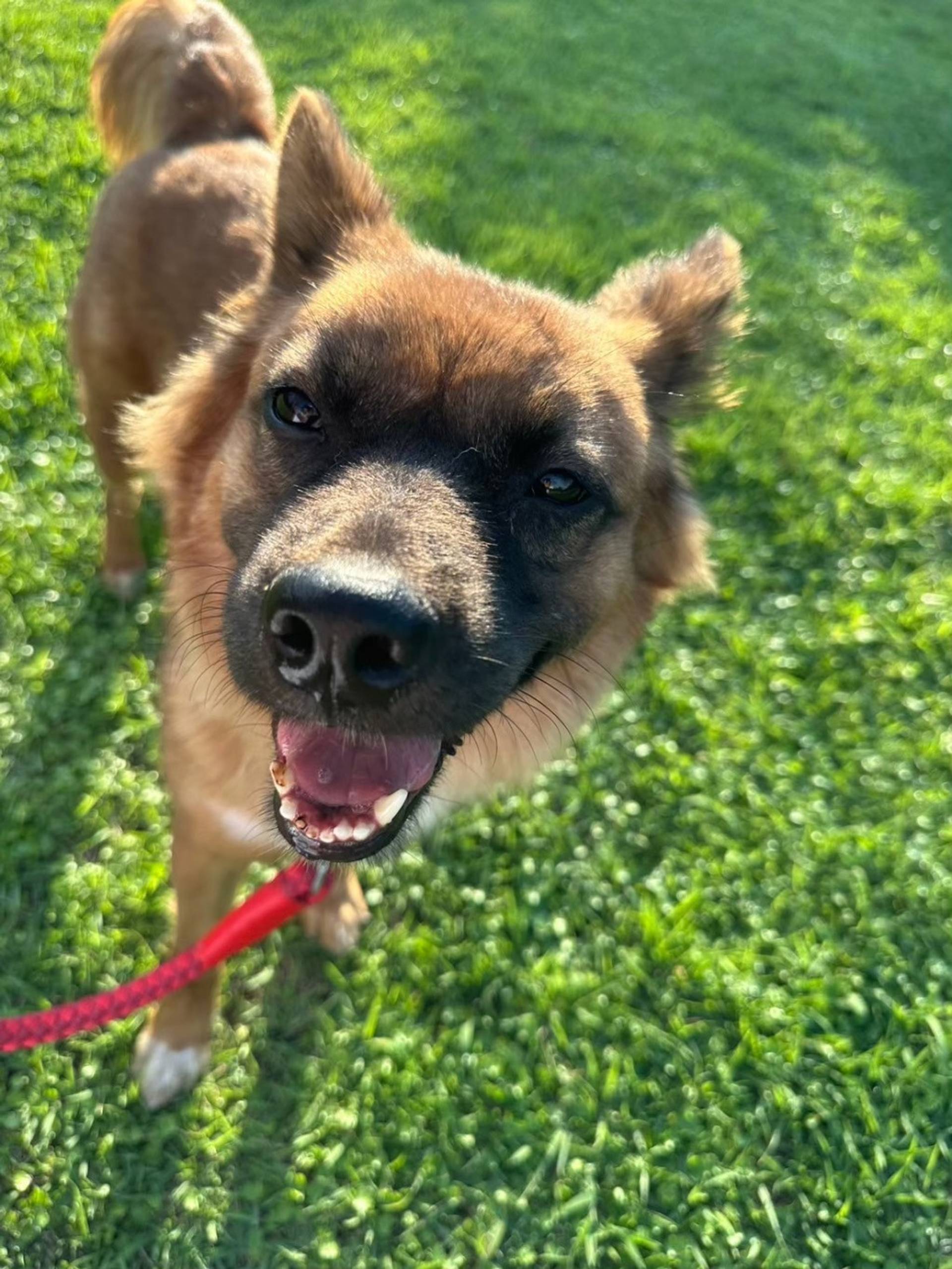 雑種（ミックス犬）・メスの里親募集の写真