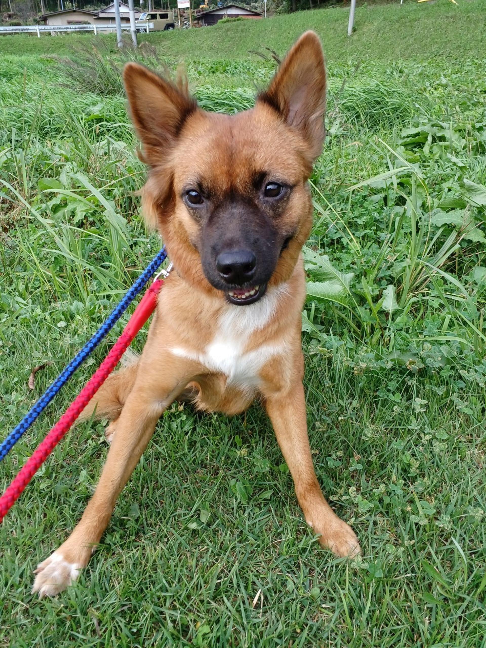pet-image-2