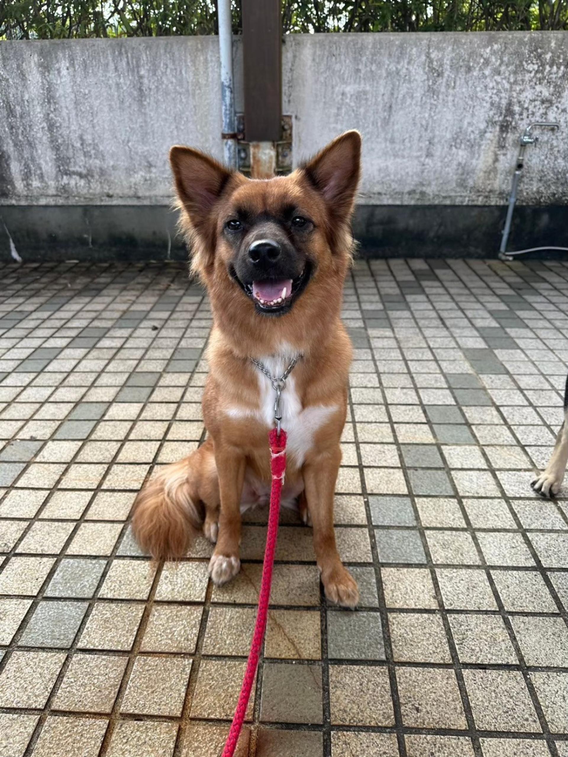 pet-image-7