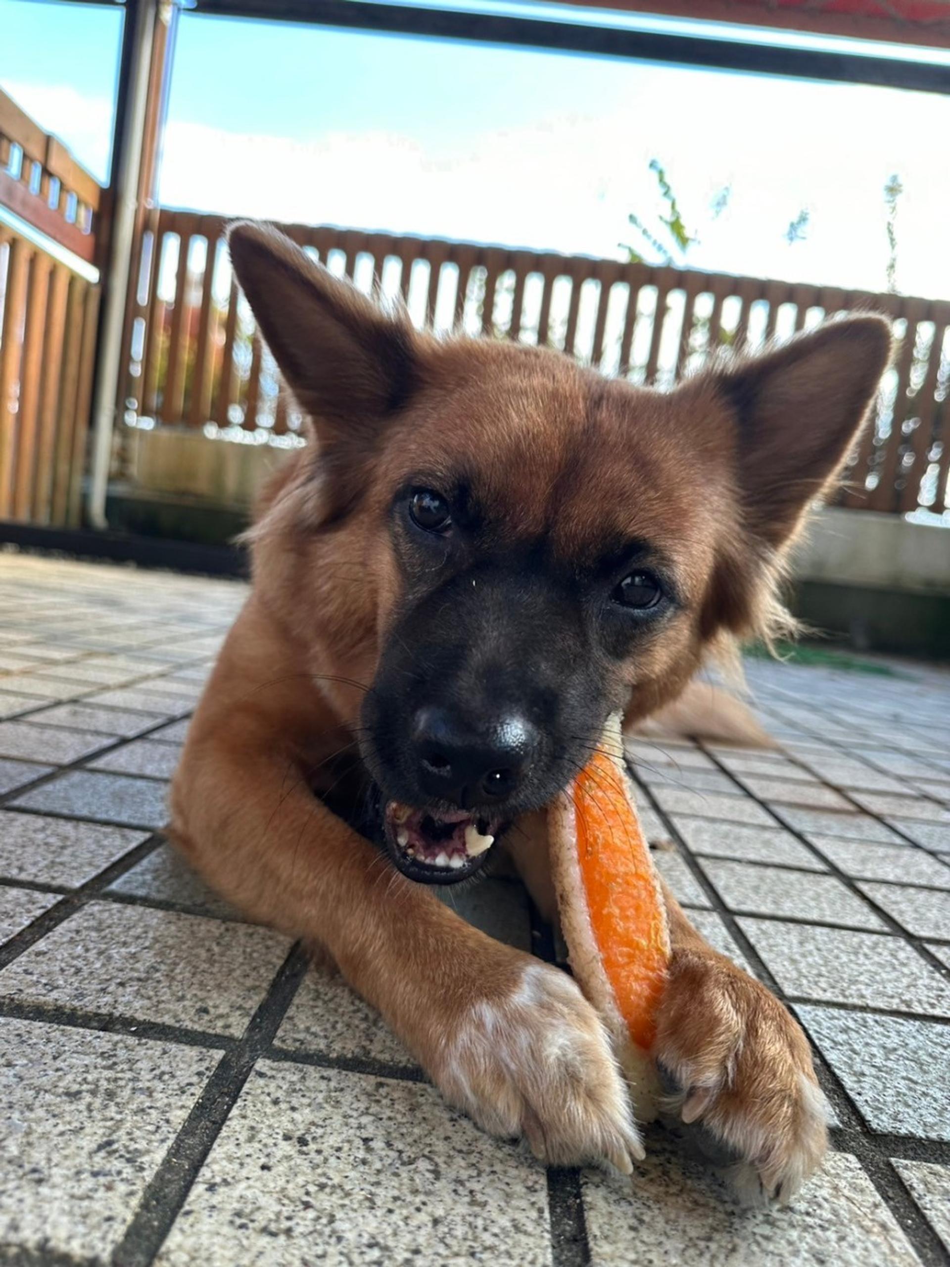pet-image-8