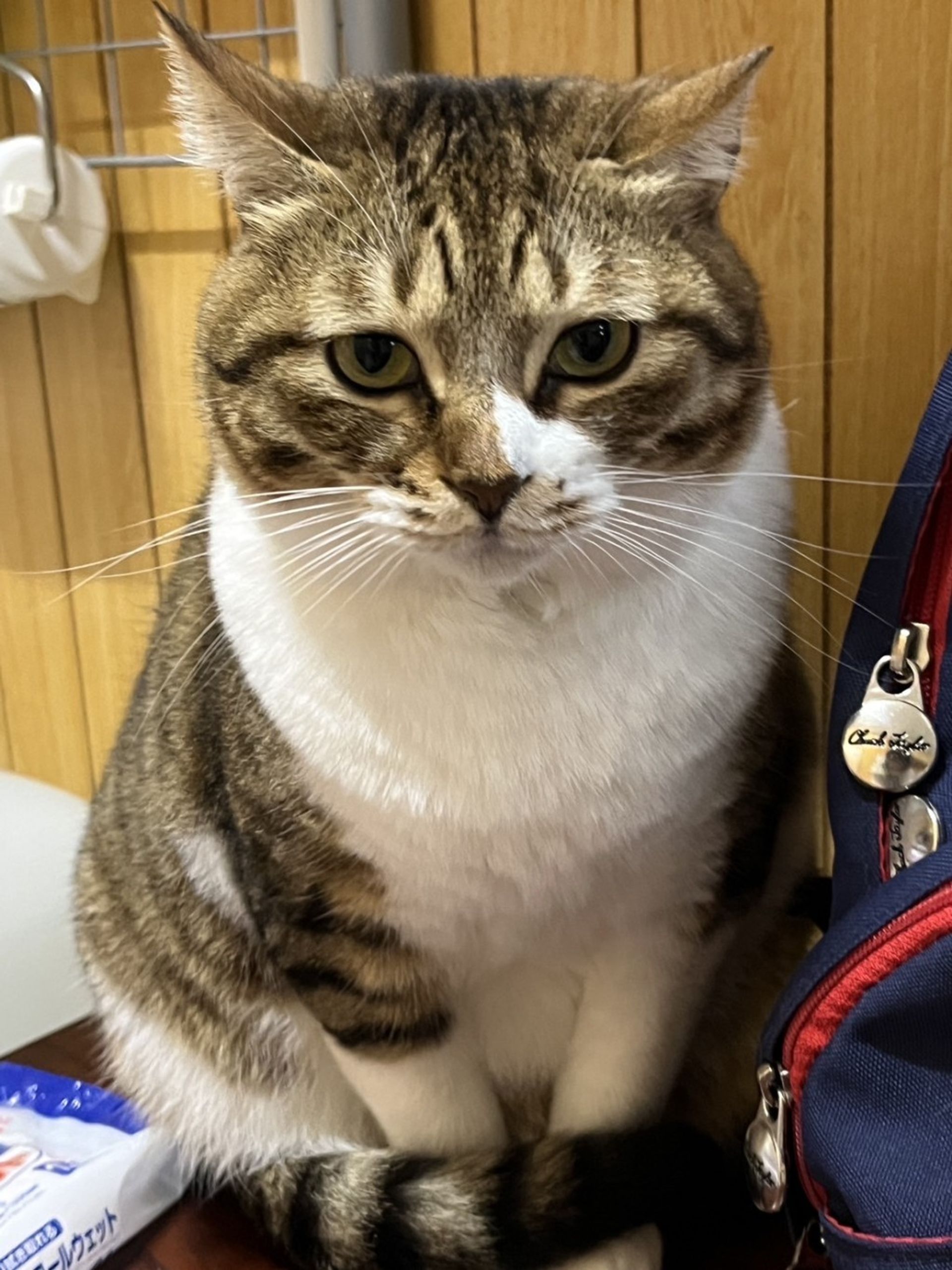 雑種（ミックス猫）・メスの里親募集の写真