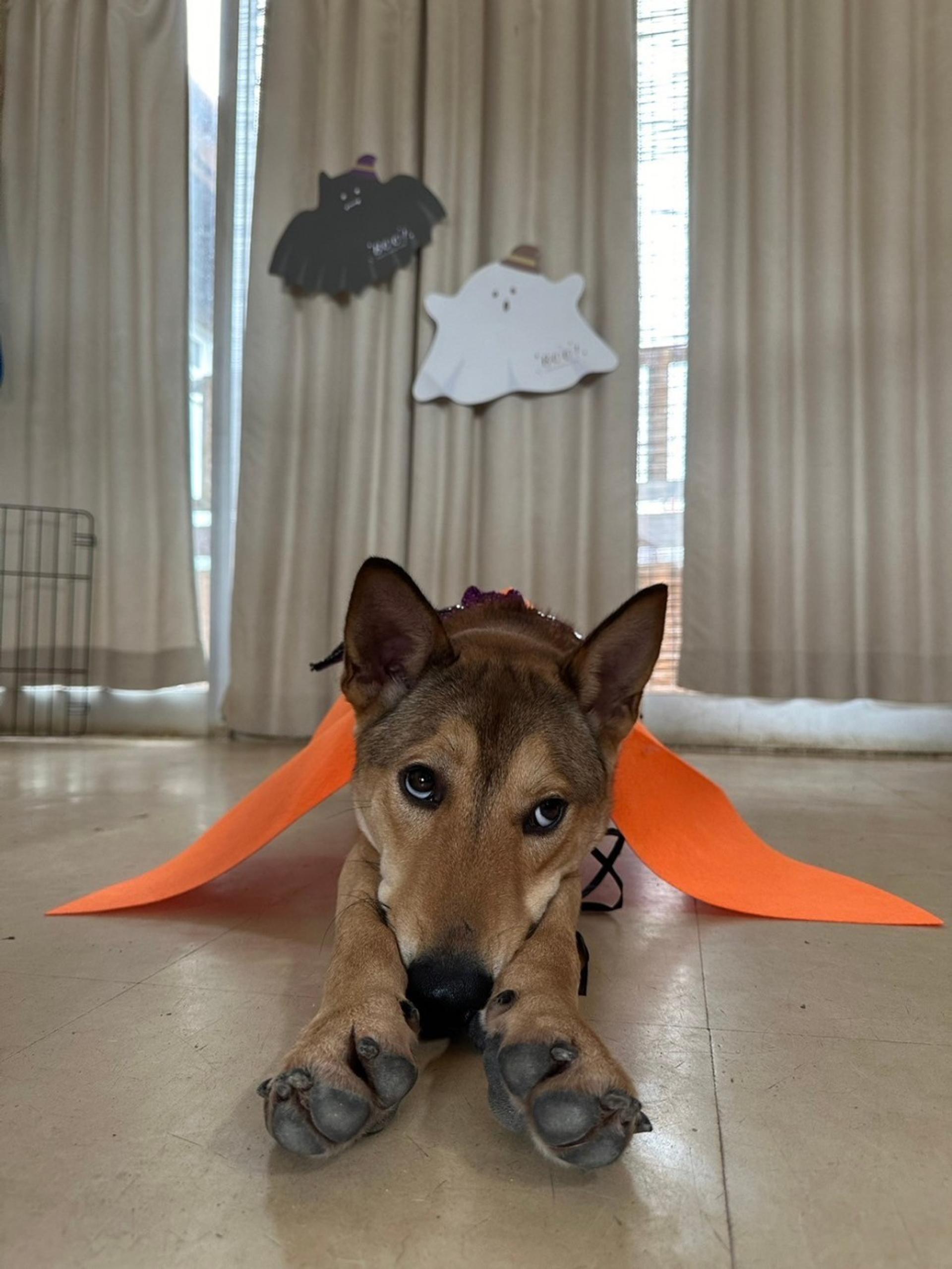pet-image-3