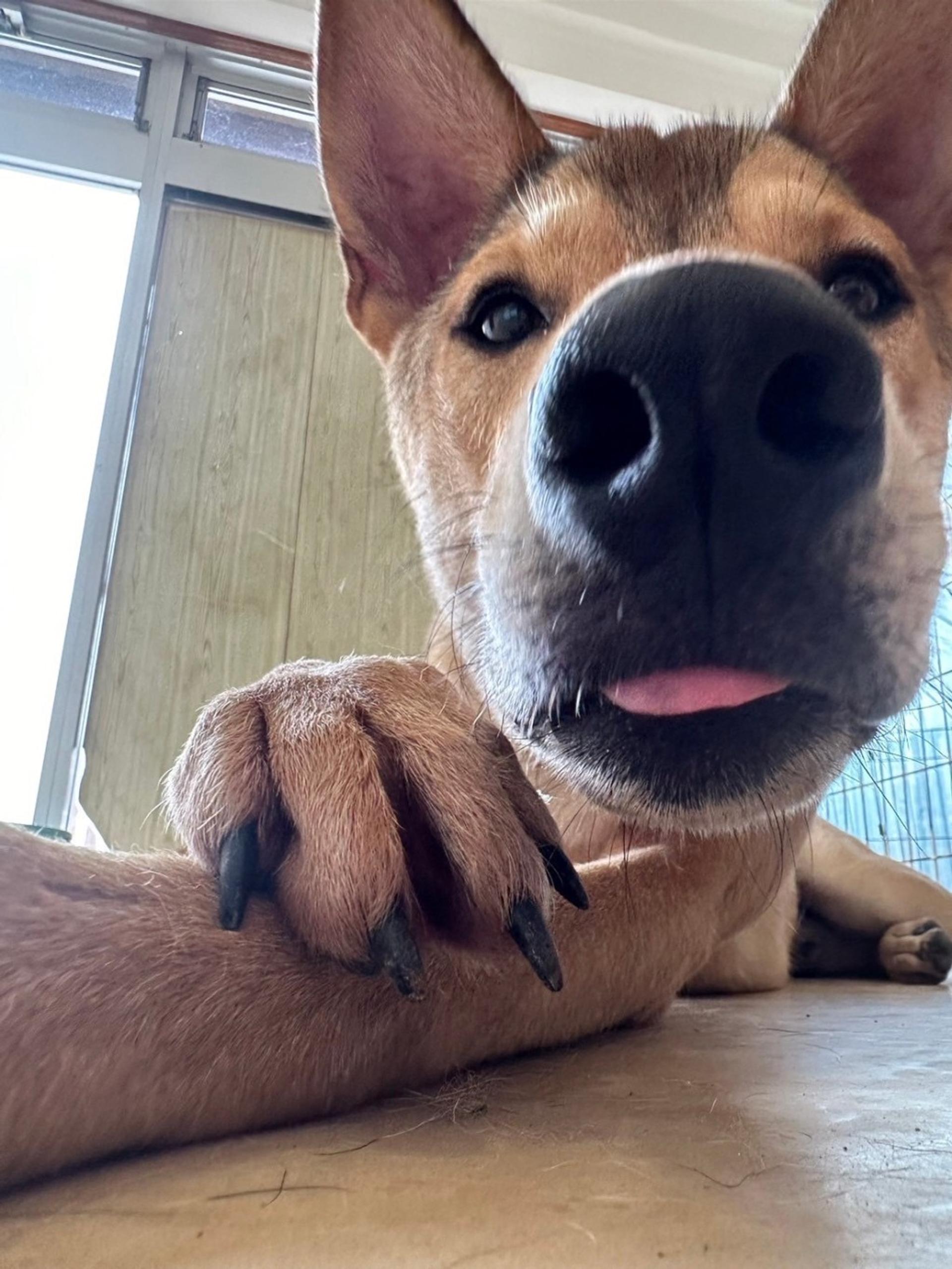 pet-image-8