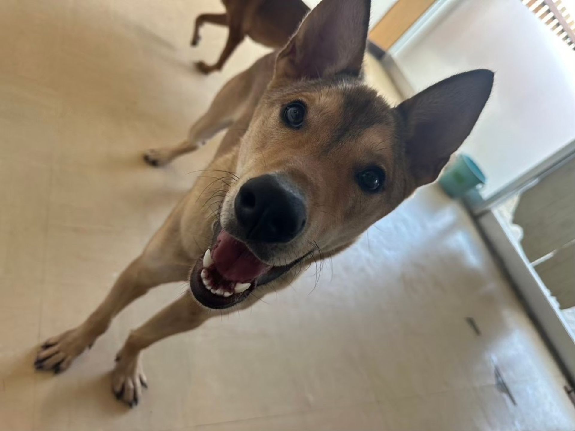 雑種（ミックス犬）・オスの里親募集の写真