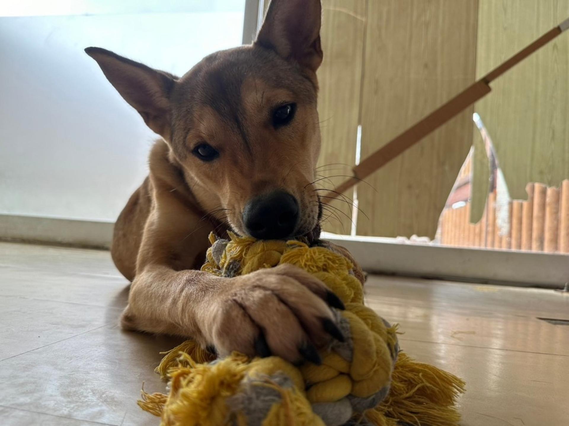 pet-image-2