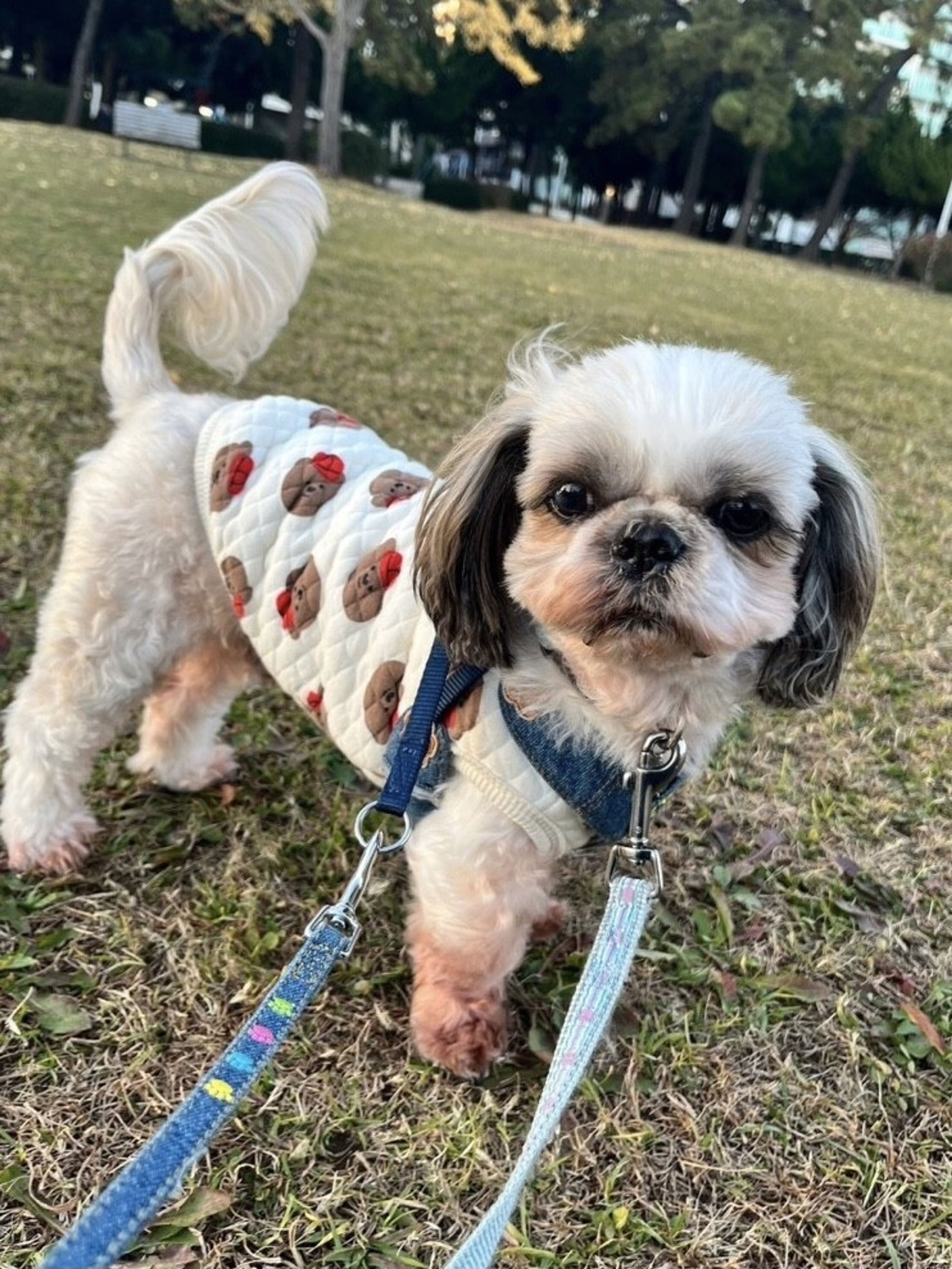 pet-image-2