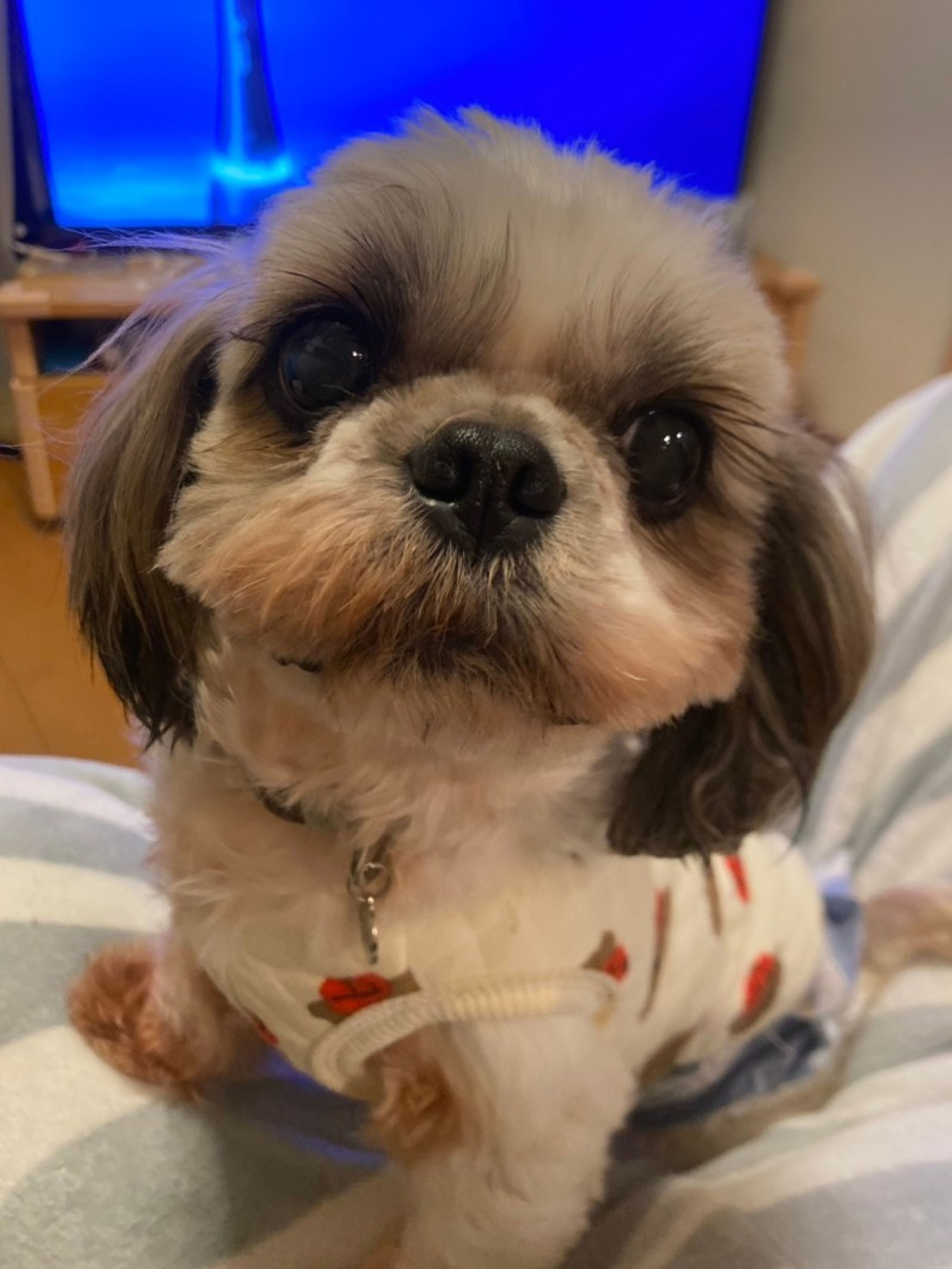pet-image-3