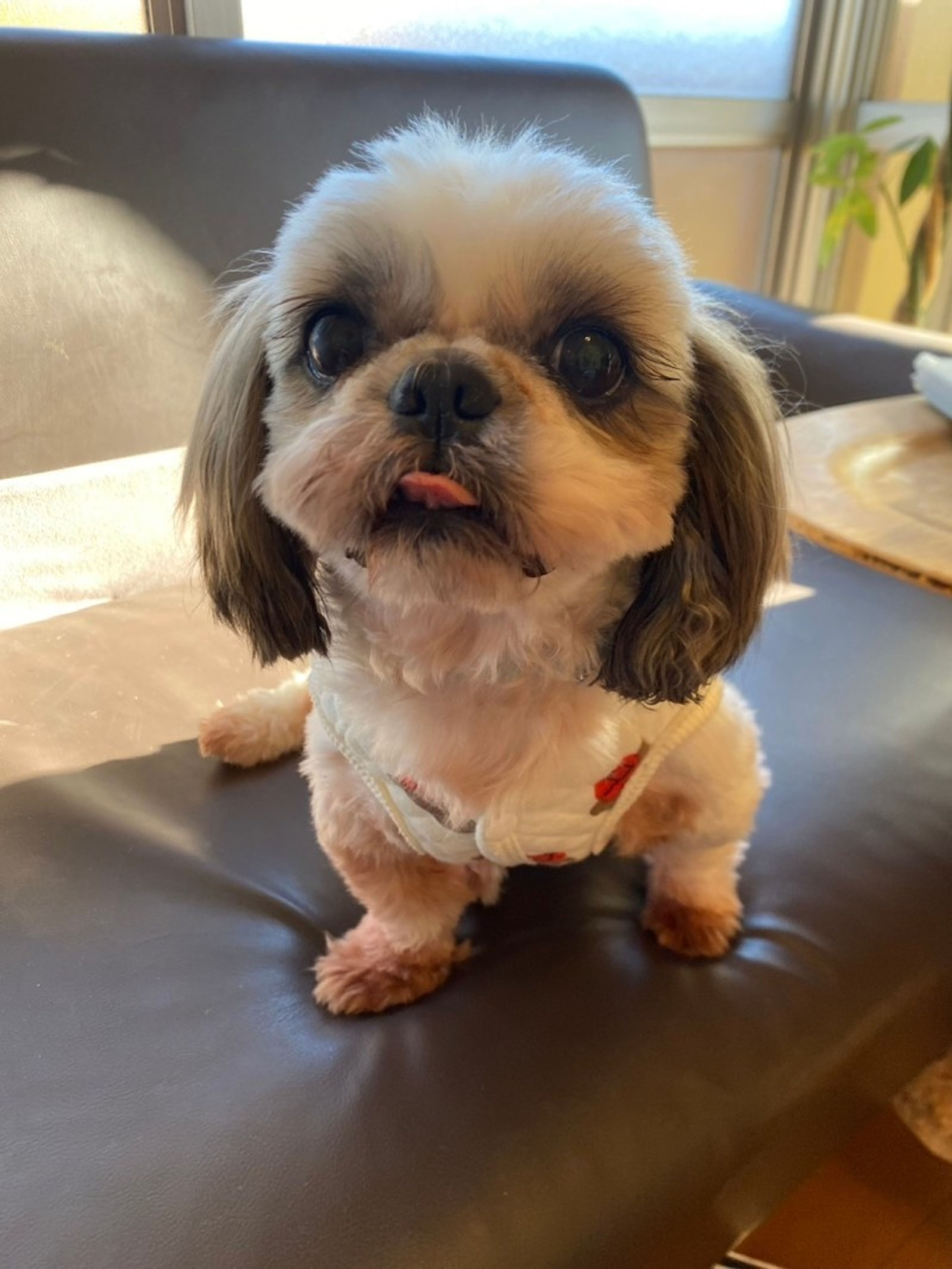 pet-image-4