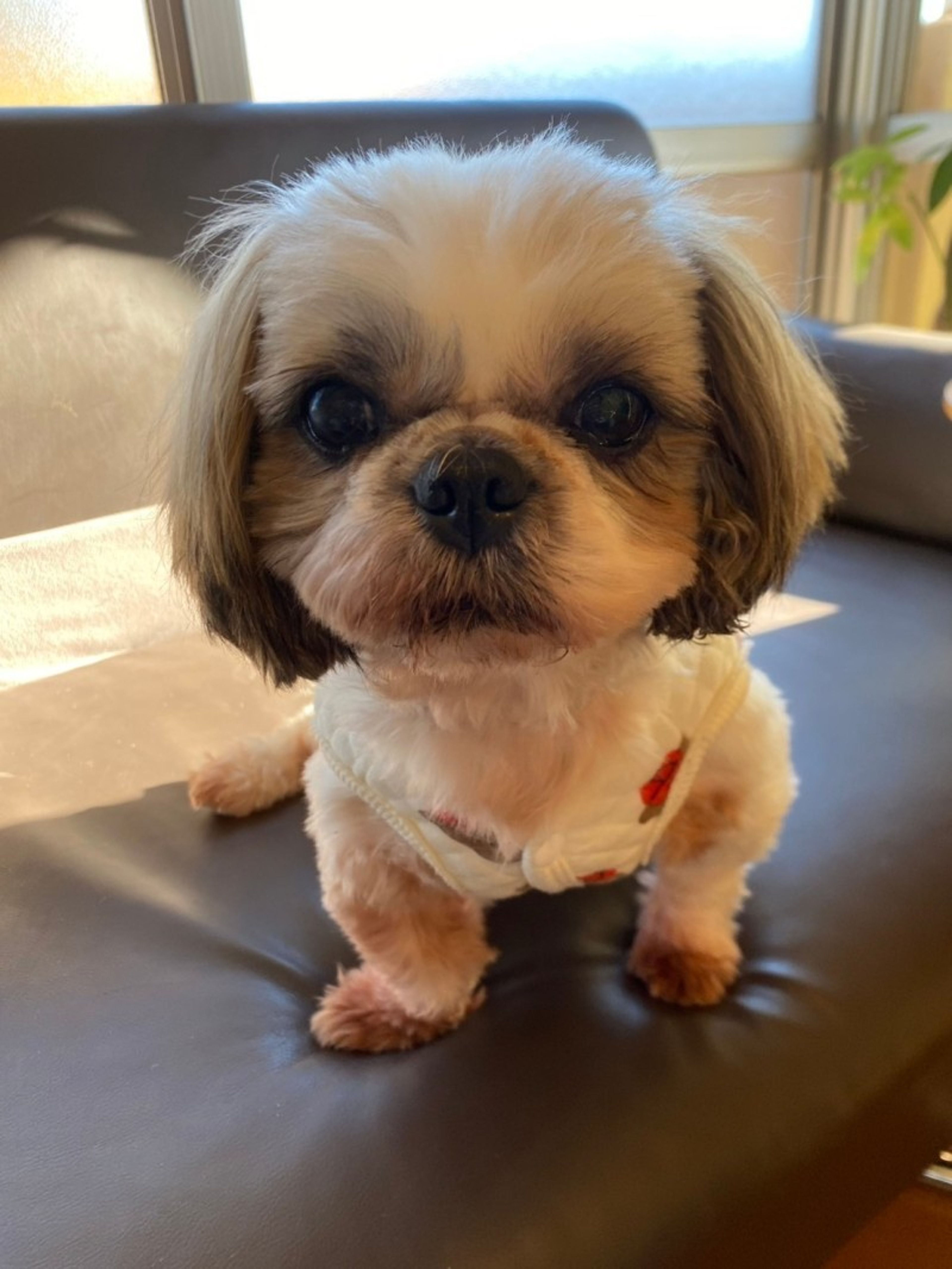 pet-image-5
