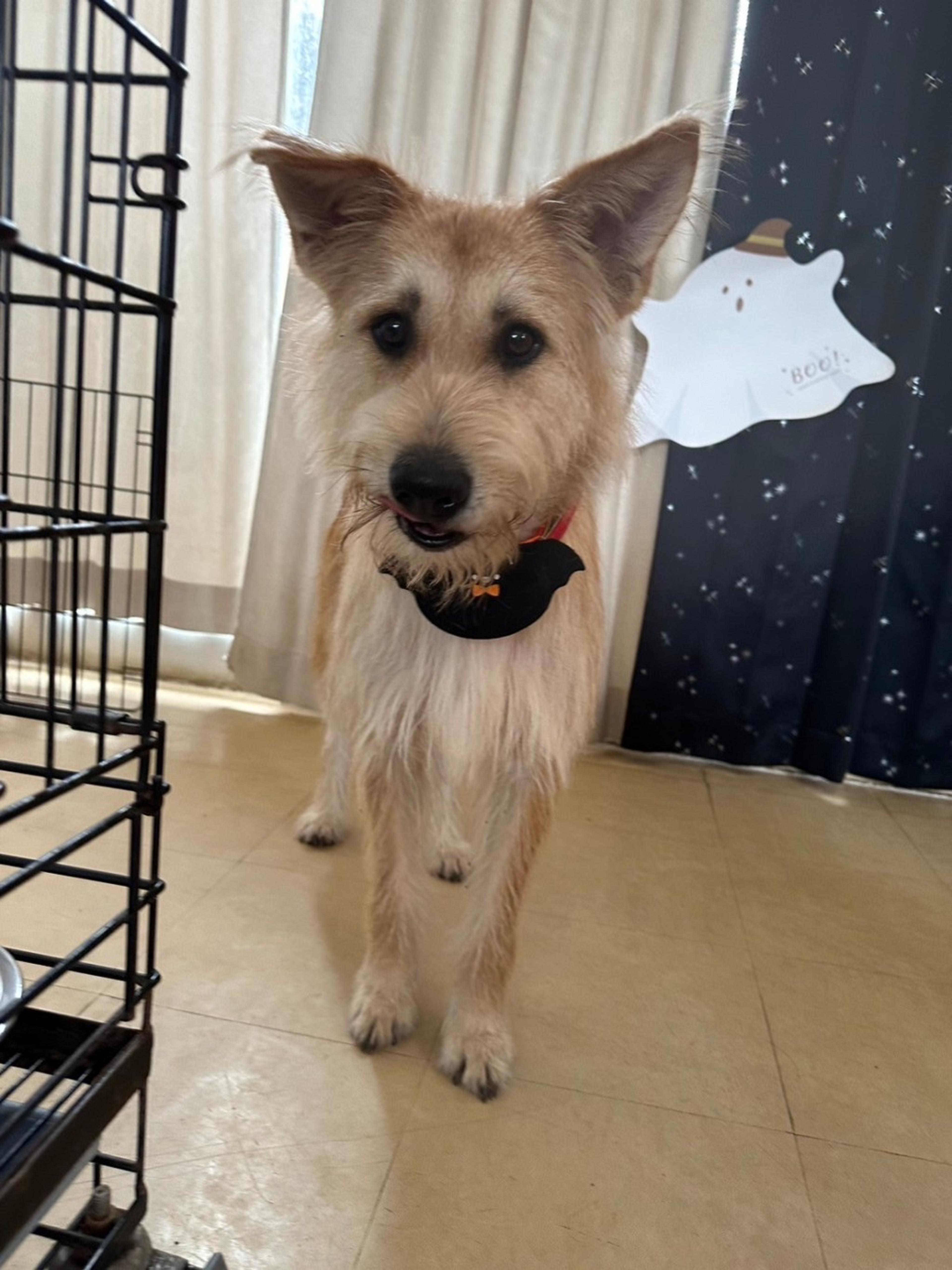 pet-image-3