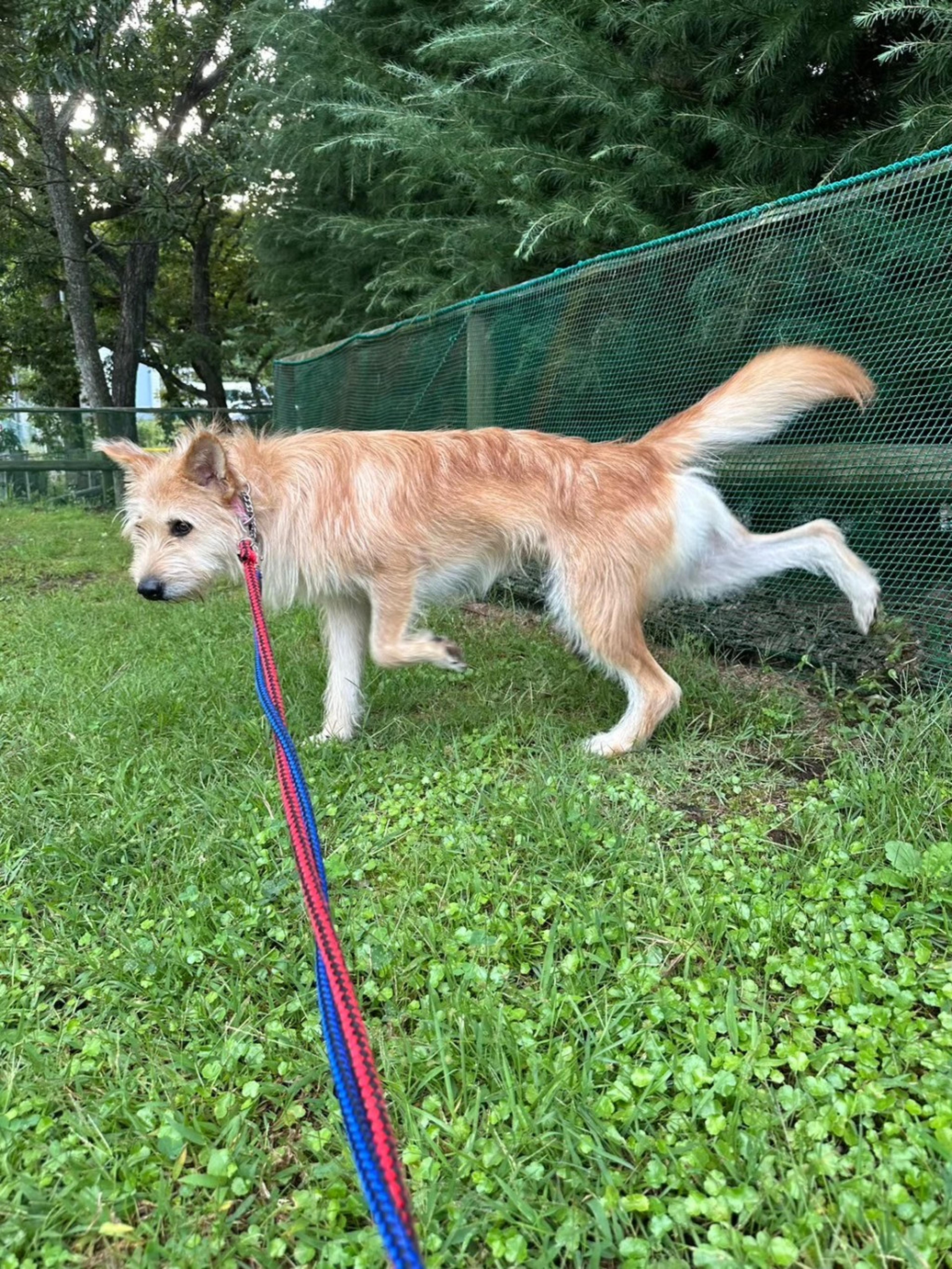 pet-image-4