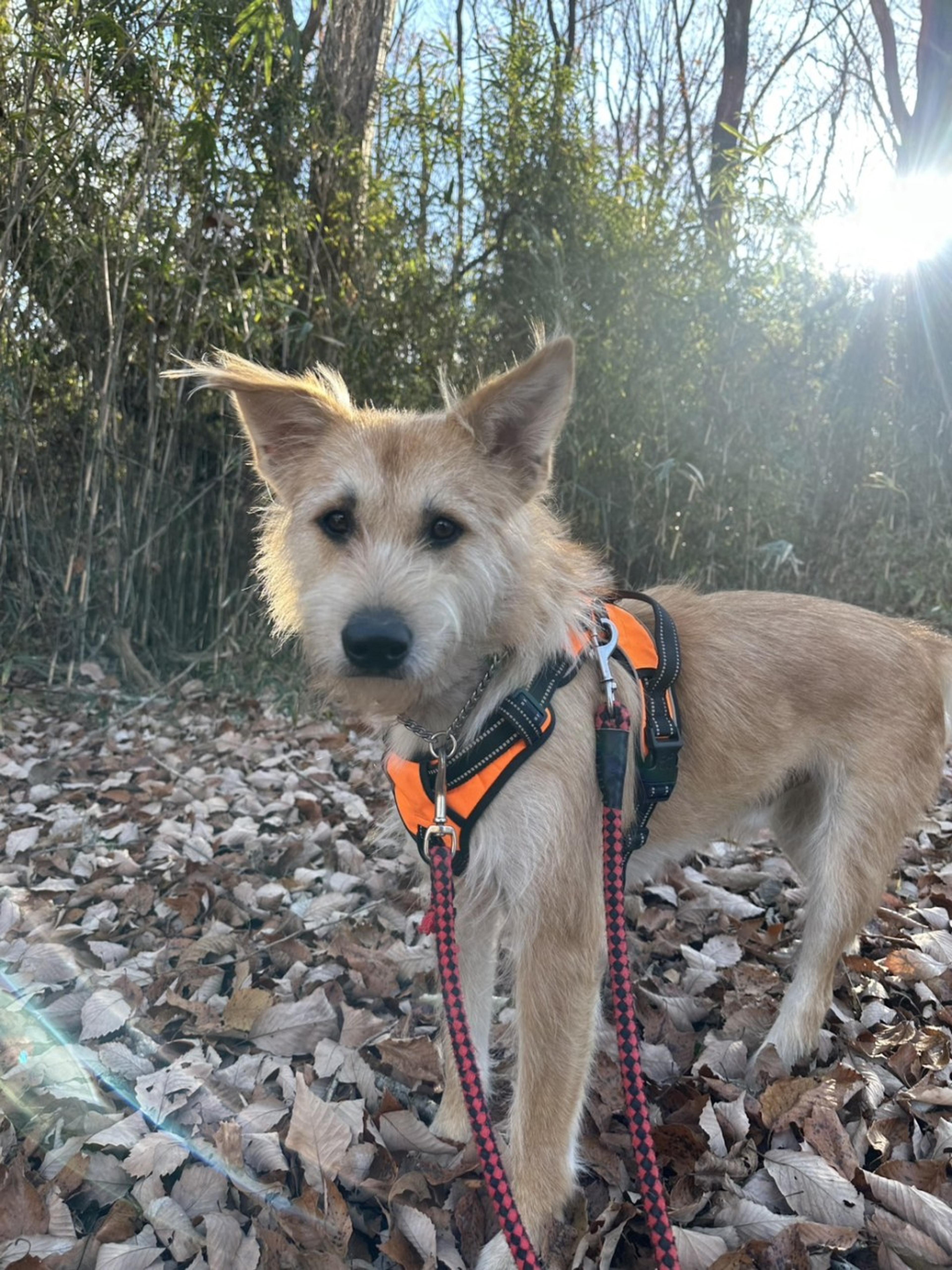 pet-image-5