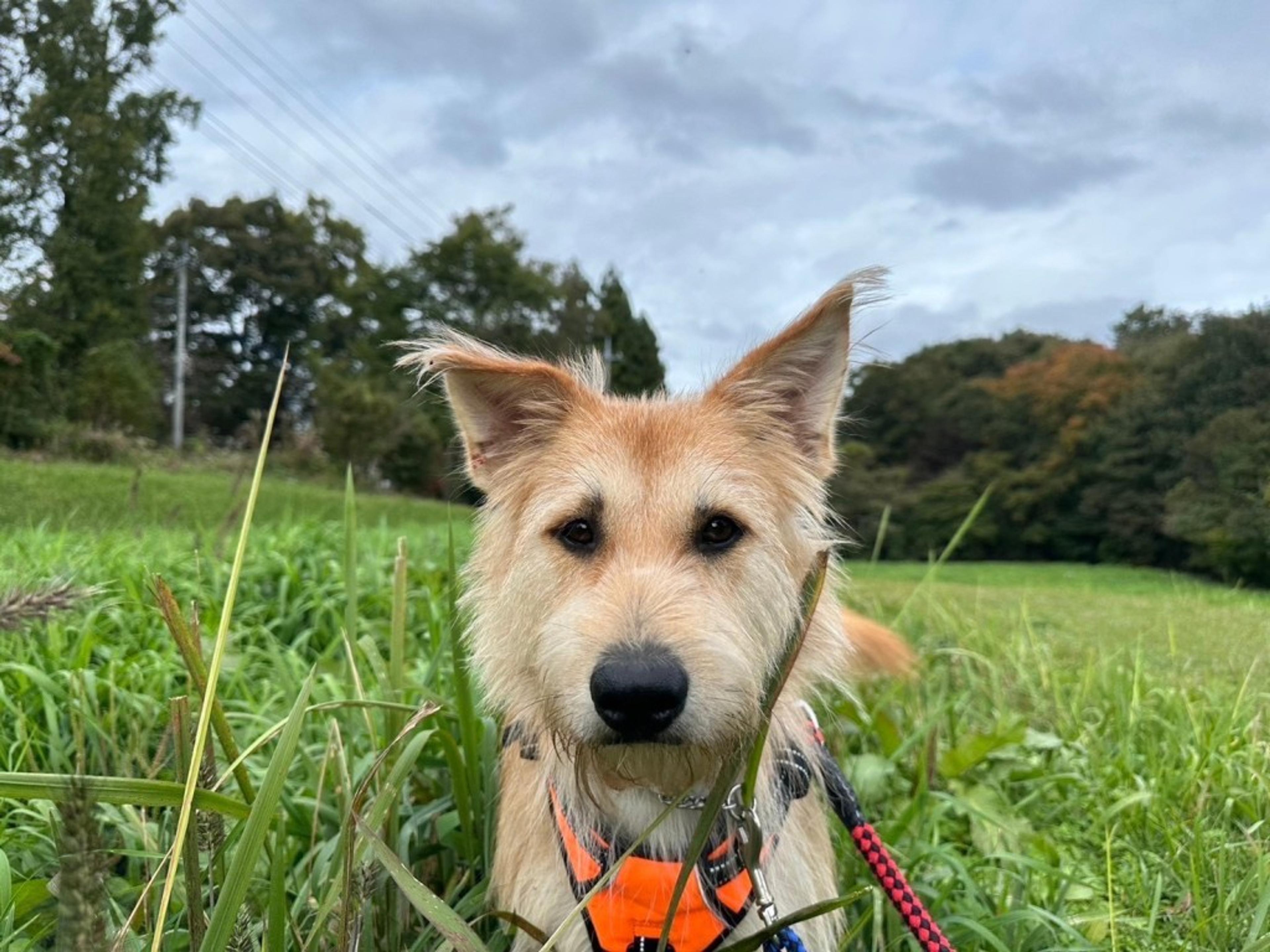 pet-image-6