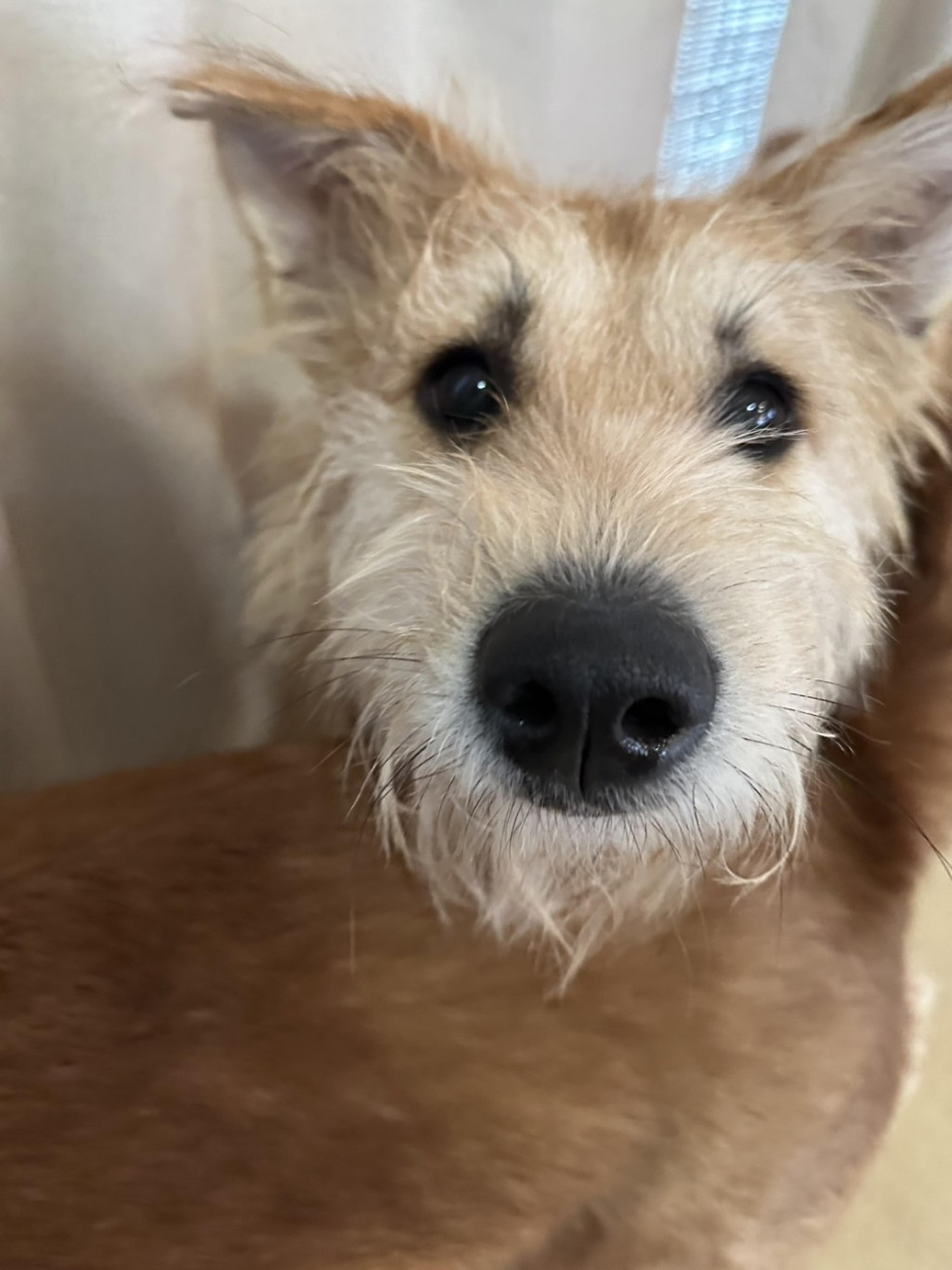 pet-image-7