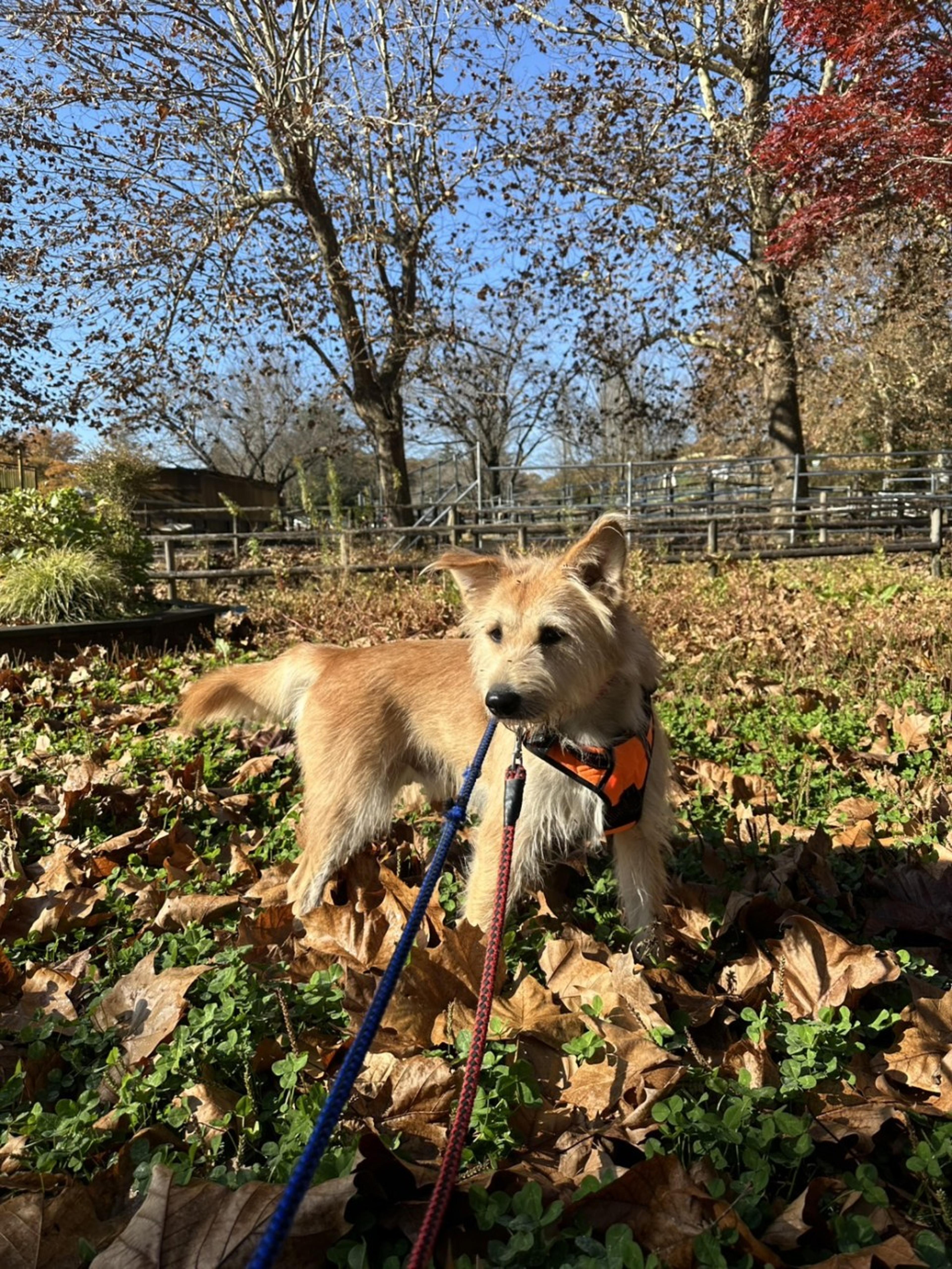 pet-image-8