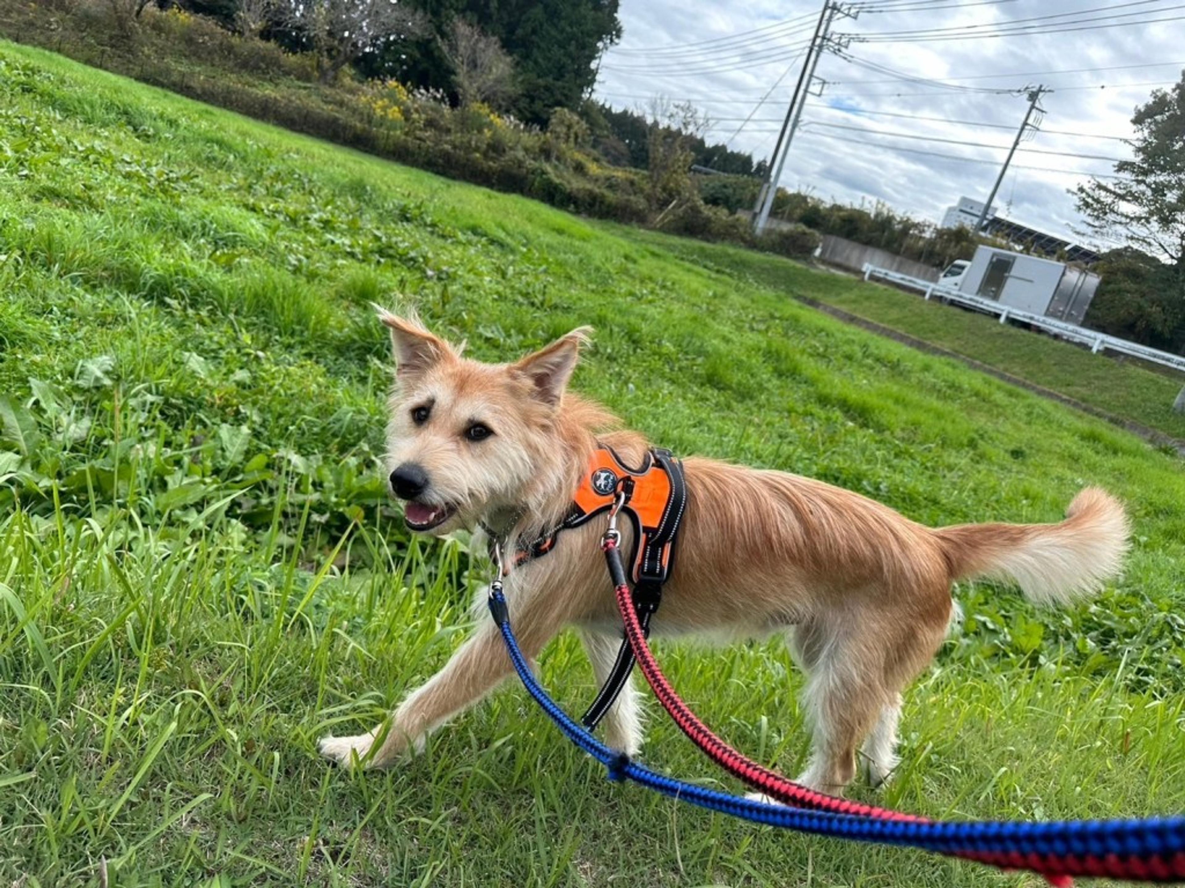 pet-image-9